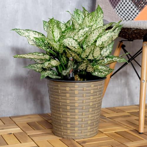 Catleza 13.4 Inch Self-Watering Wicker Planter - Round Natural Rattan Flower Pot for Indoor & Outdoor Plants | Perfect for Home Decor, Patio, Garden, and Office Spaces