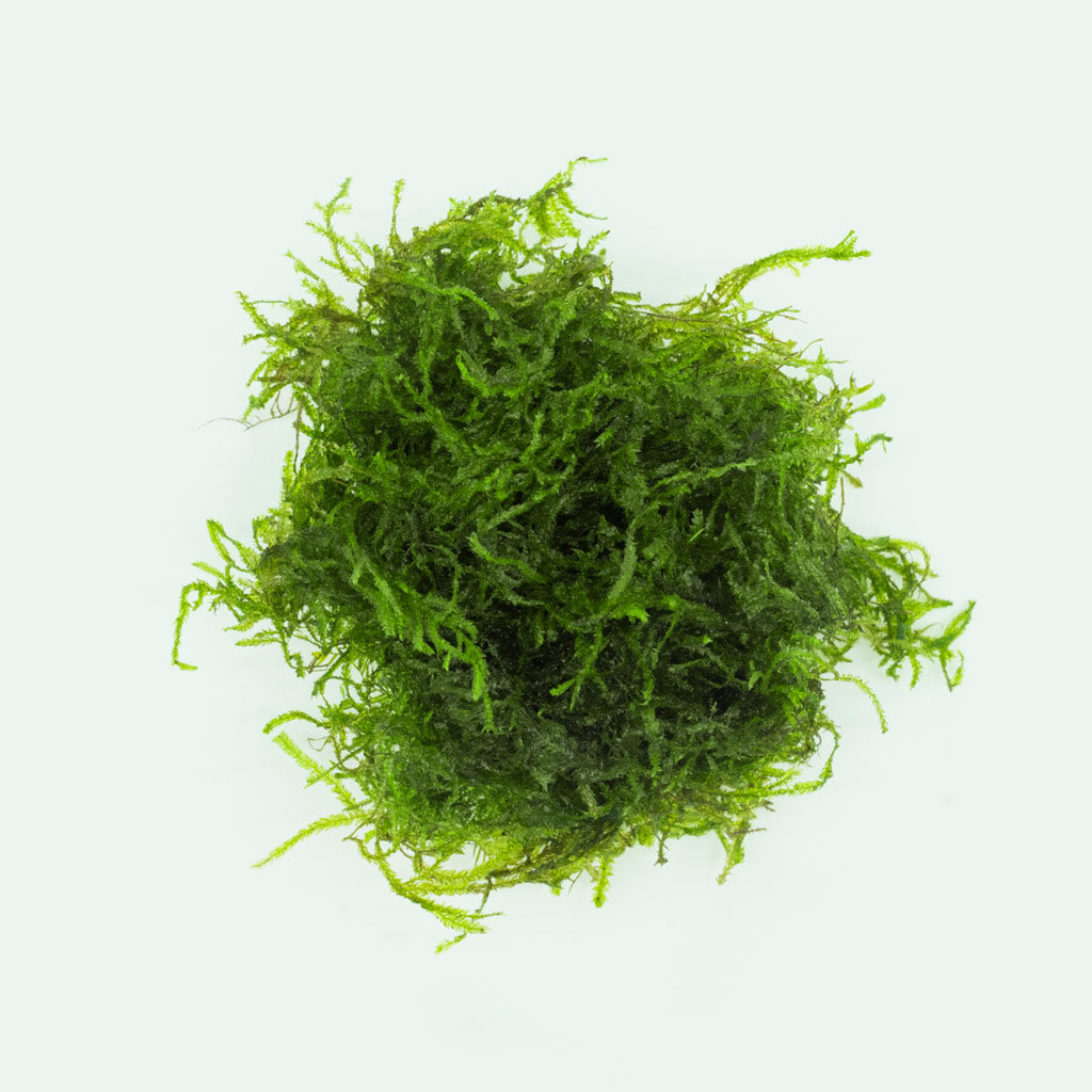 Flame Moss Aquatic Plant for Aquariums - Live Freshwater Moss for Fish Tanks, Shrimp Habitats & Terrariums - Perfect for Aquascaping, Nano Tanks & Natural Decor