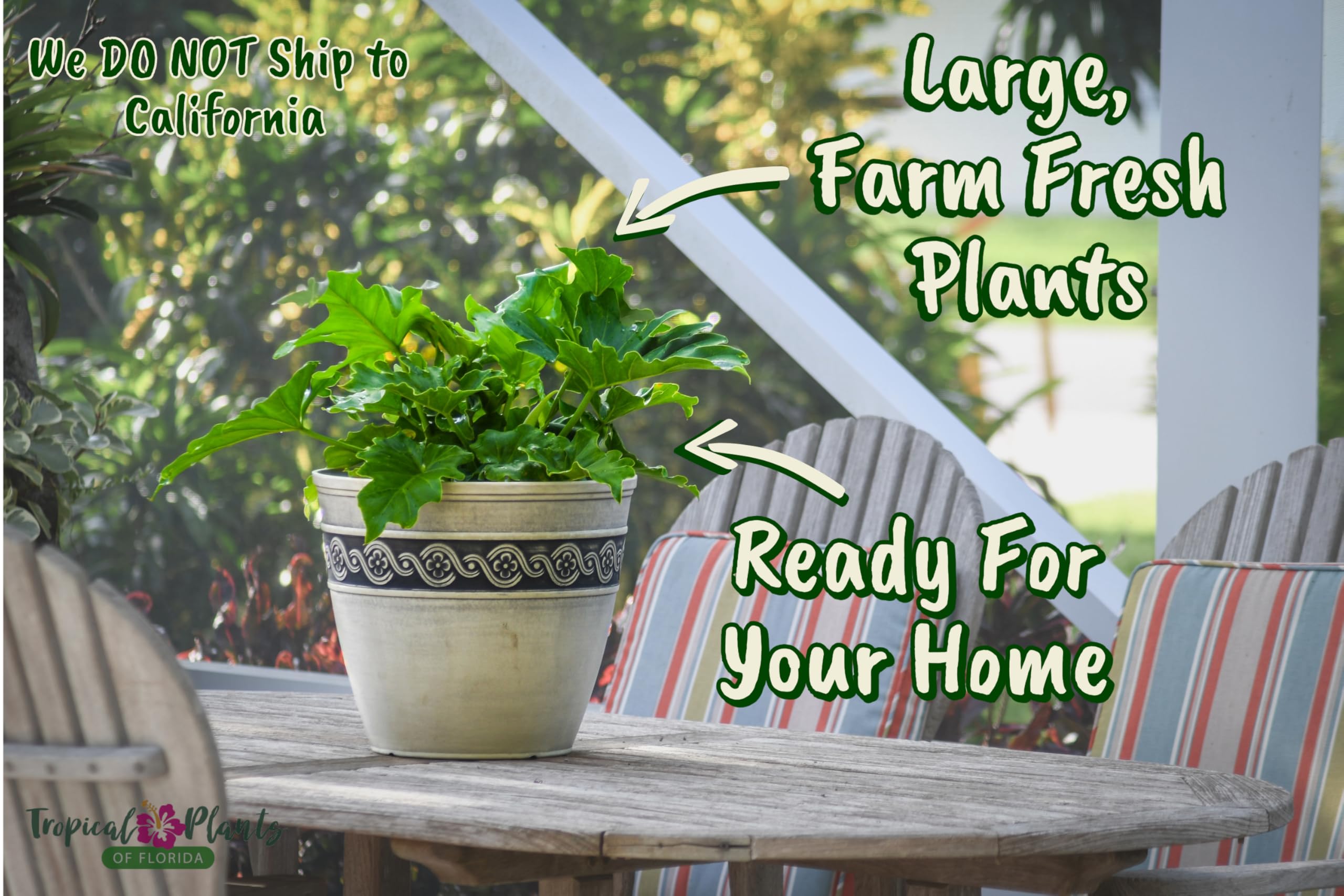 Philodendron Selloum Live Plant - 20