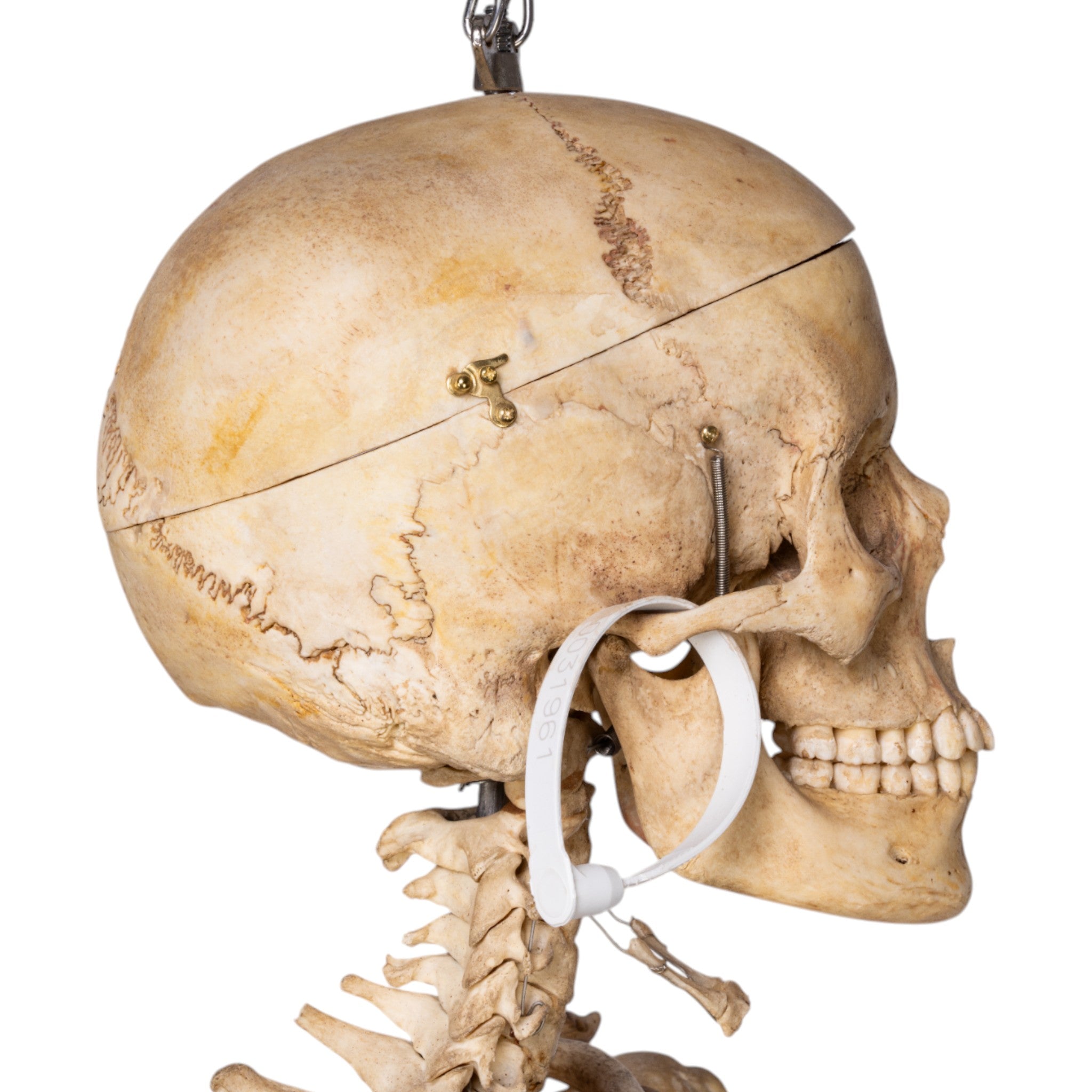 Articulated Real Human Skeleton Model - Medical Anatomy Teaching Aid for Students & Professionals | Perfect for Classroom, Lab & Medical Study