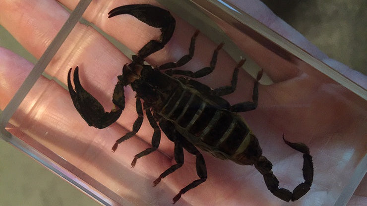 Ominous Deck Scorpion - Premium Skateboard Deck for Street & Park Skating - Perfect for Skaters & Collectors