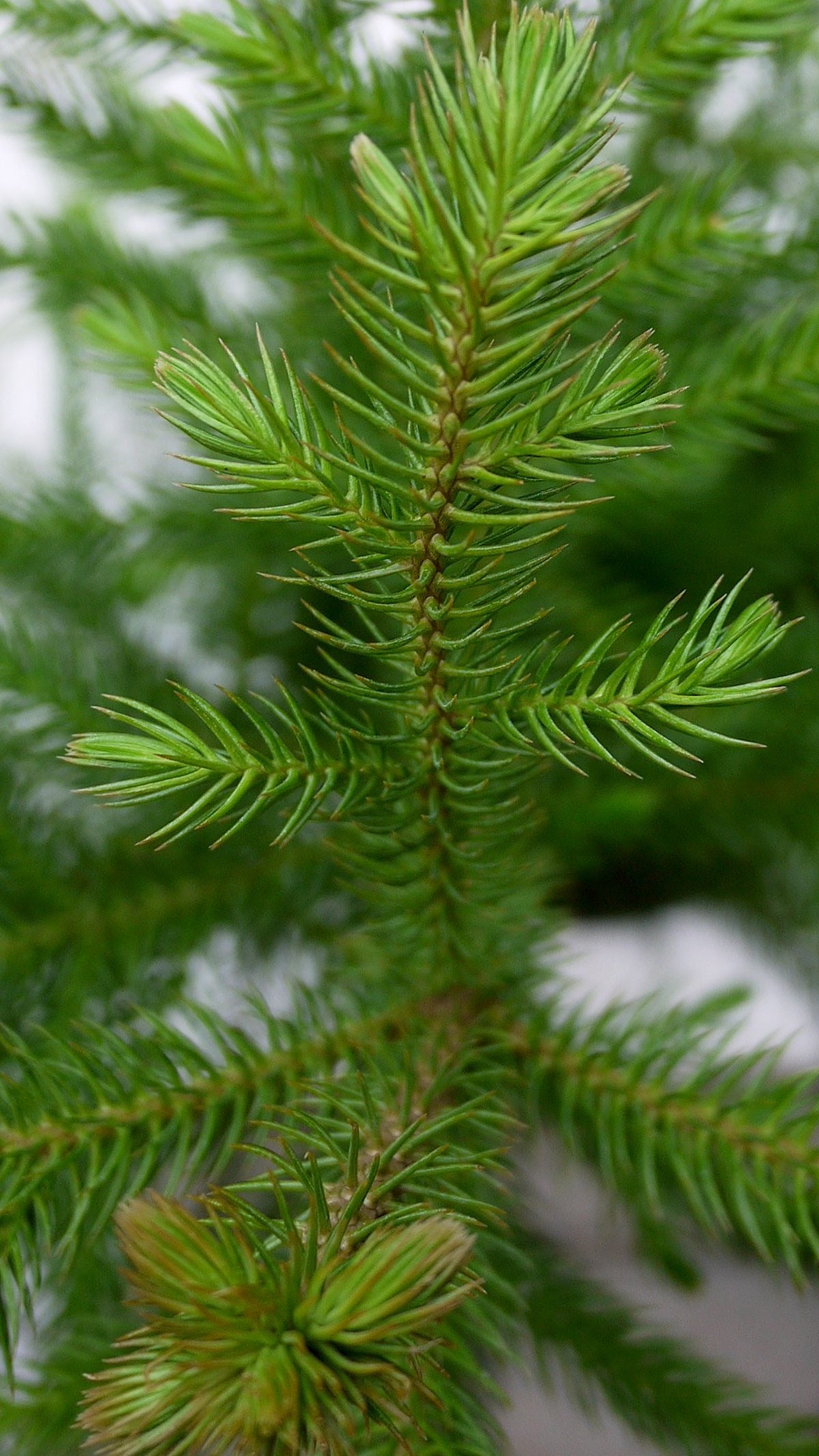 Norfolk Island Pine (Araucaria heterophylla) - 12 Inch Live Indoor Plant for Home Decor, Office & Holiday Christmas Tree
