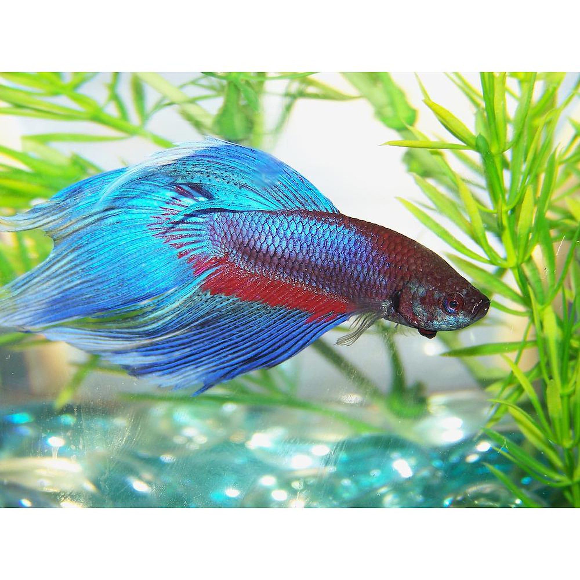 Betta Fish Ceramic Coffee Mug 11 oz (325 ml) - Perfect for Tea, Hot Chocolate & Office Use - Unique Fish Lover Gift Idea
