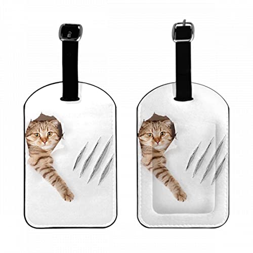 Ctue Kitten