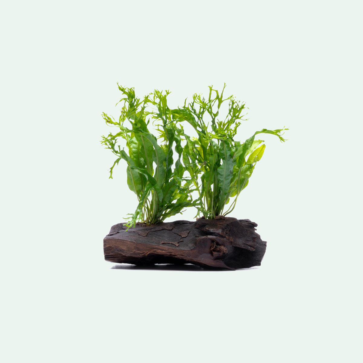 Microsorum Pteropus Windelov Java Fern on Driftwood - Perfect for Aquascaping & Tropical Fish Tanks