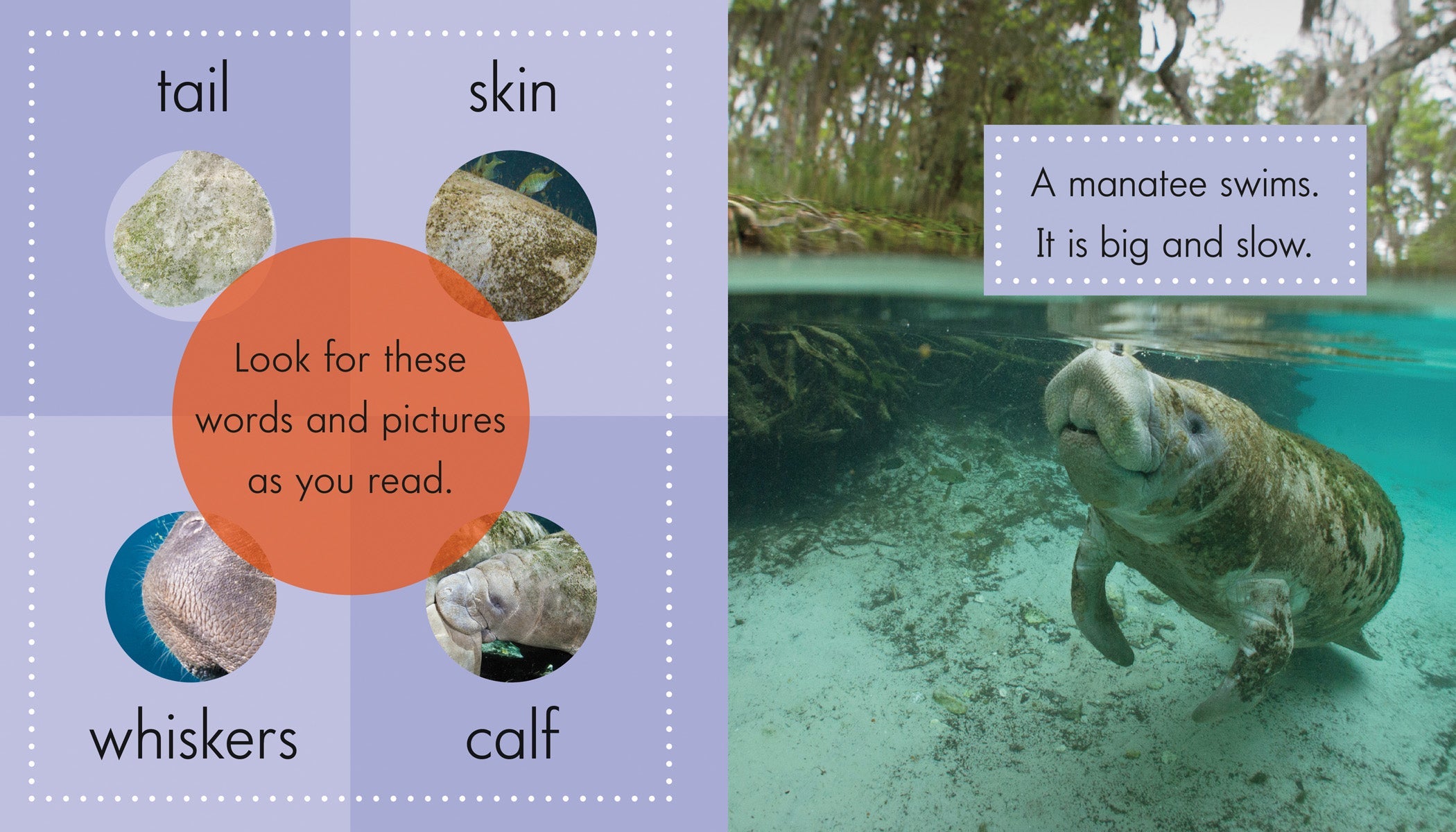 Manatees - Gentle Sea Cows | Marine Wildlife Gifts & Decor | Perfect for Ocean Lovers, Kids' Rooms & Aquatic-Themed Parties
