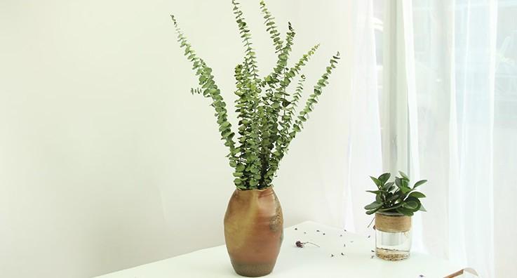 Premium Dried Silver Dollar Eucalyptus Leaves - Natural Dried Flowers & Greenery for DIY Home Decor, Wedding Bouquets, Rustic Centerpieces & Boho Wall Hangings
