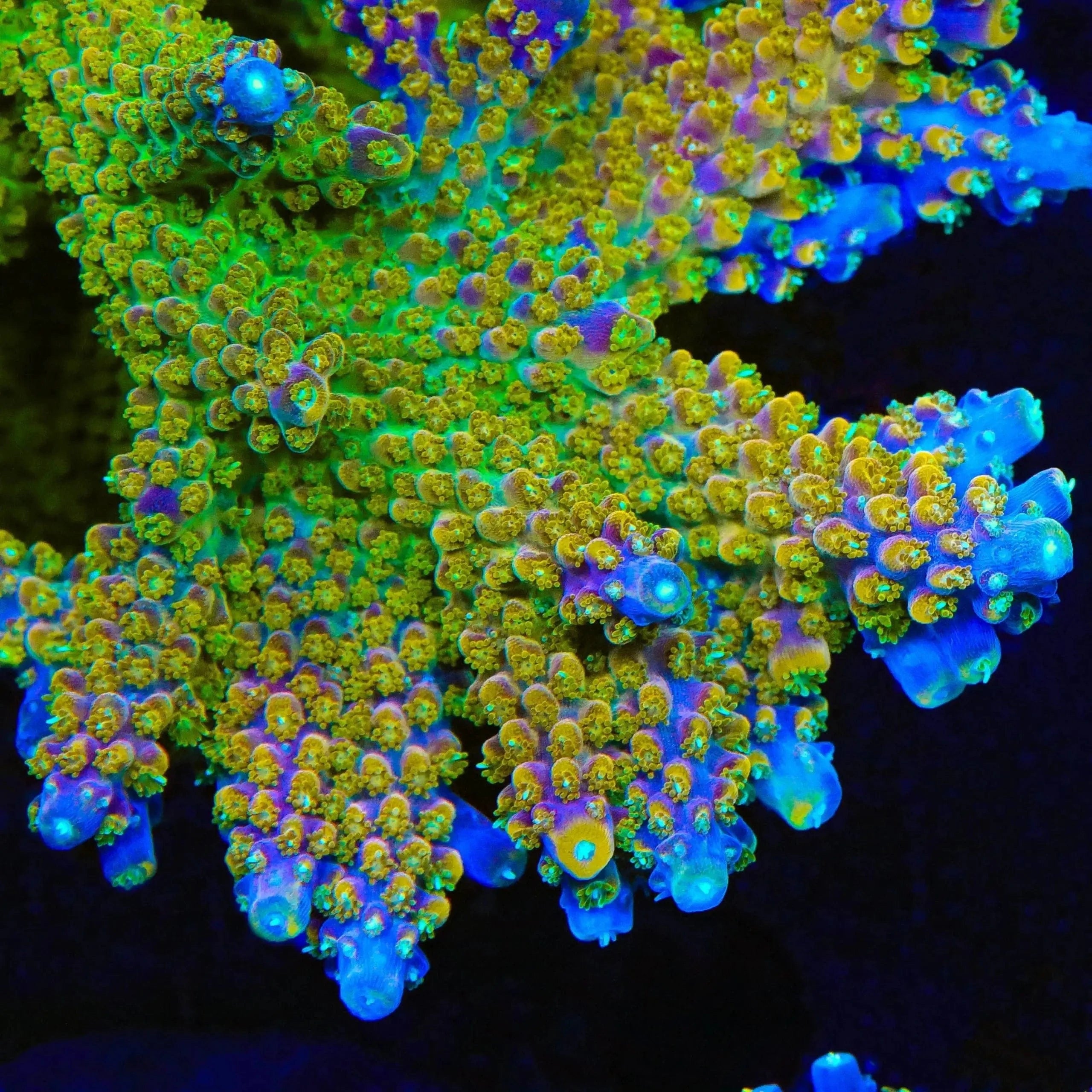 Premium BC Bubble Bath Unicorn Acropora Coral for Saltwater Aquariums - Vibrant Reef Tank Decoration & Marine Aquascaping