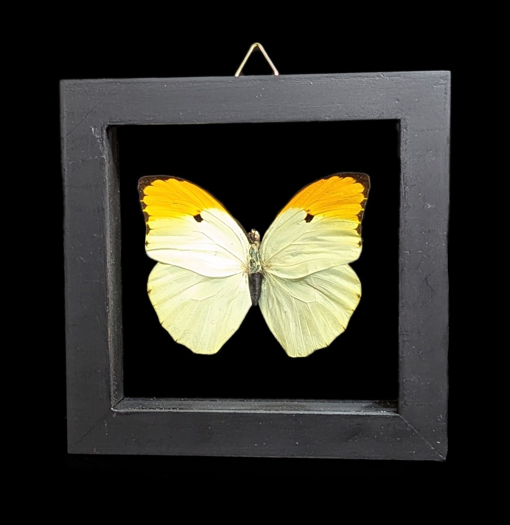 Double Glass Framed Butterfly Collection - Real Butterfly Specimens for Home Decor, Wall Art & Nature Lovers