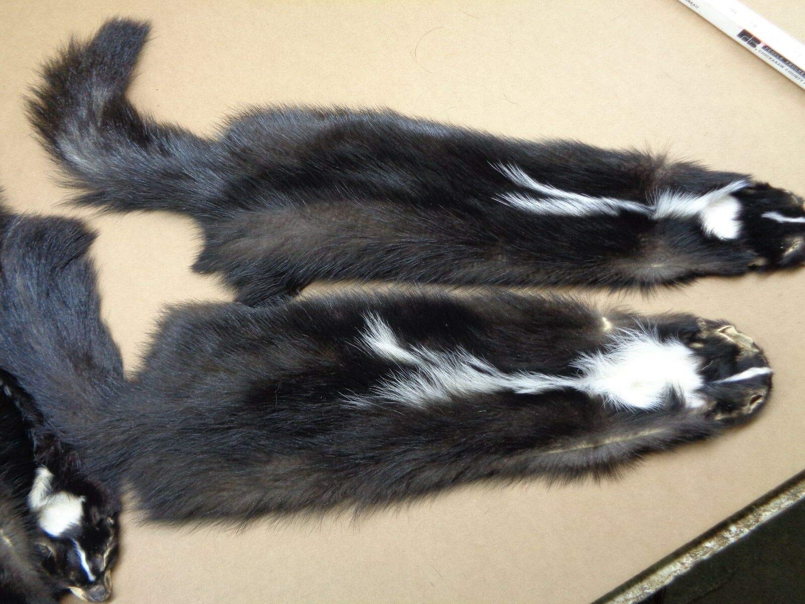 Premium Real Large Tanned V-Stripe Skunk Hide Fur Pelt with Face & Tail - 28-32