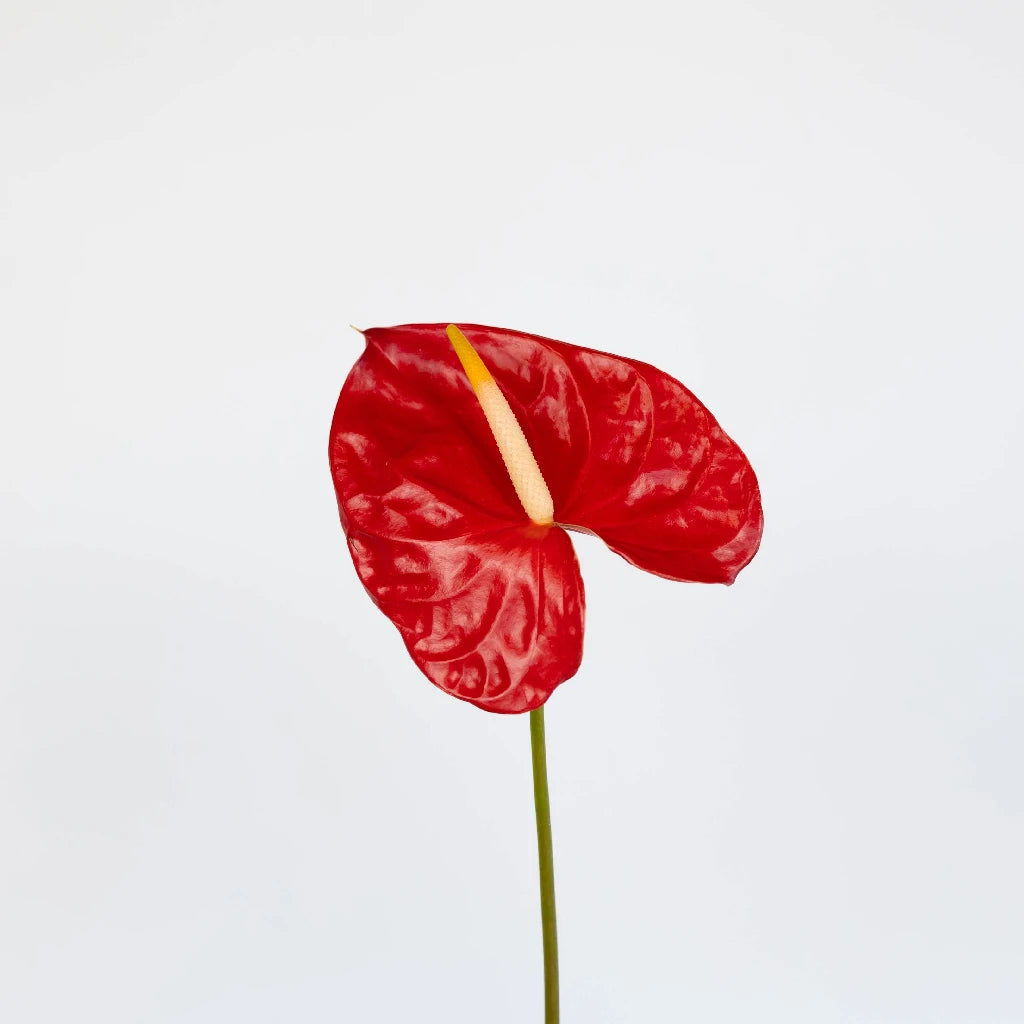 Anthurium Fire Red Tropical Flower - Exotic Live Plant for Home & Office Decor - Perfect for Indoor Gardens, Gifts, and Tropical Themes