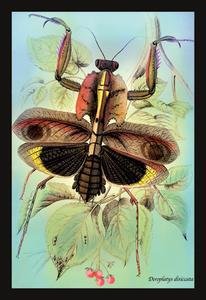Deroplatys Desiccata Insect Poster - 20x30 Inch Semi-Gloss Print - Perfect for Entomology Enthusiasts & Home Decor