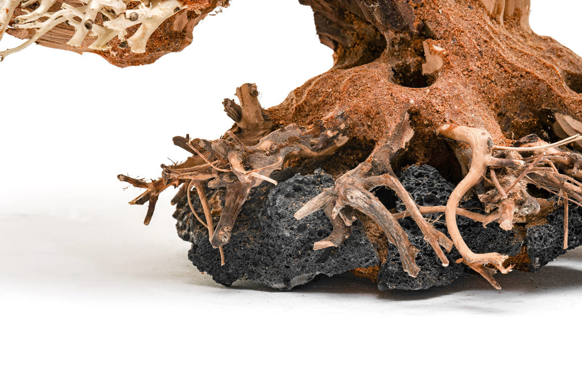 Premium Bonsai Tree Kit - Complete Starter Set for Indoor & Outdoor Gardening - Perfect for Home Decor, Office Zen Spaces & Gift Ideas