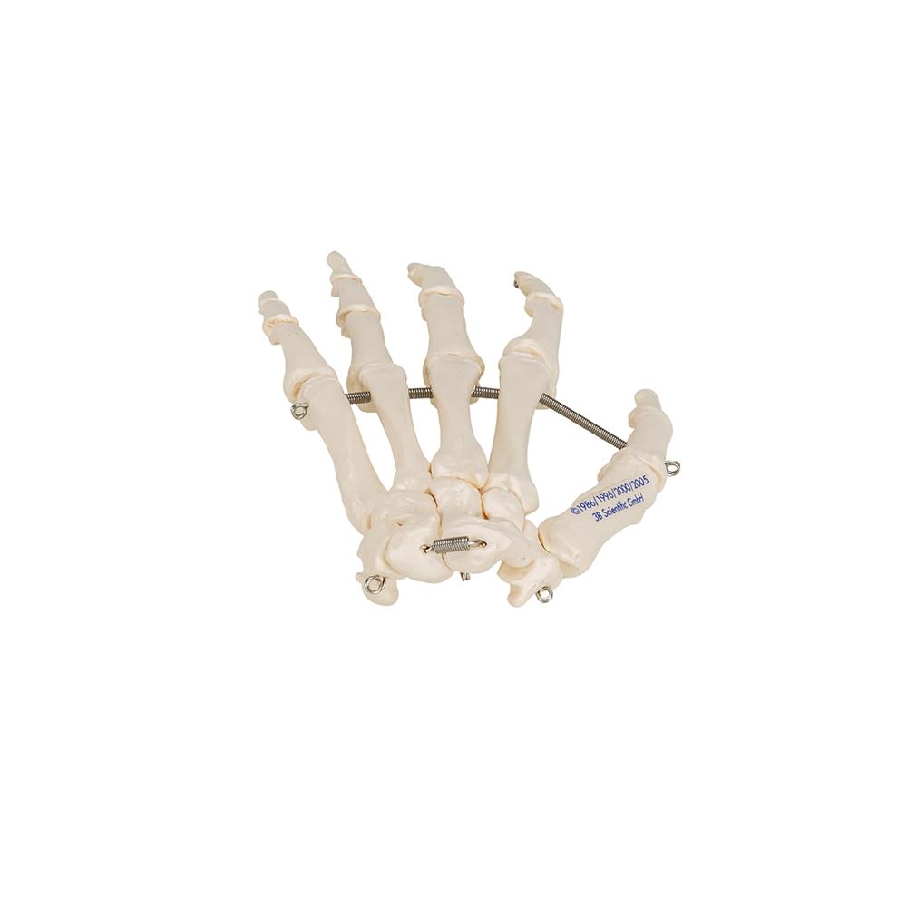 Hand Skeleton Wire Mounted - Anatomical Hand Model for Medical Education & Halloween Decor - Perfect for Classroom, Doctor Office, and Spooky Home Decor