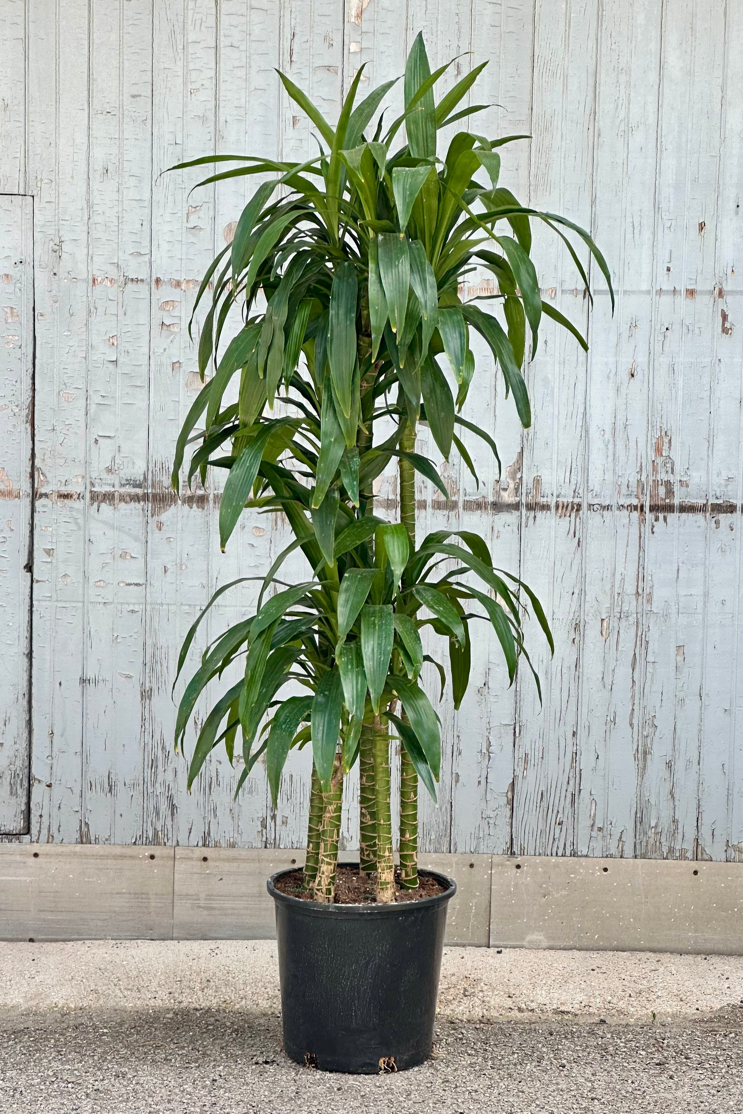 Dracaena 'Elegans' Staggered Cane 14