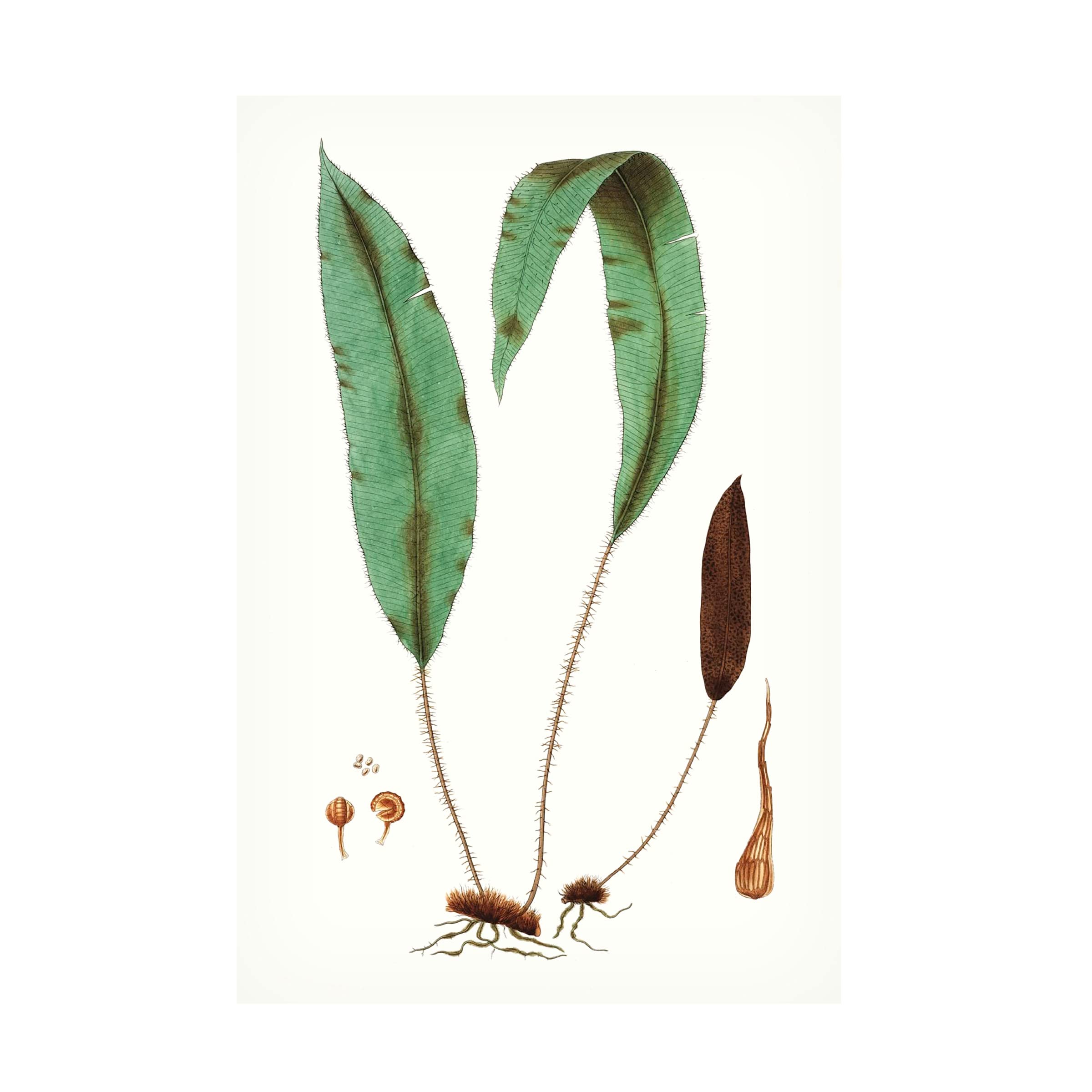 Trademark Fine Art 'Fern Foliage III' Canvas Wall Art Print by Vision Studio - Nature Inspired Botanical Decor for Living Room, Bedroom & Office