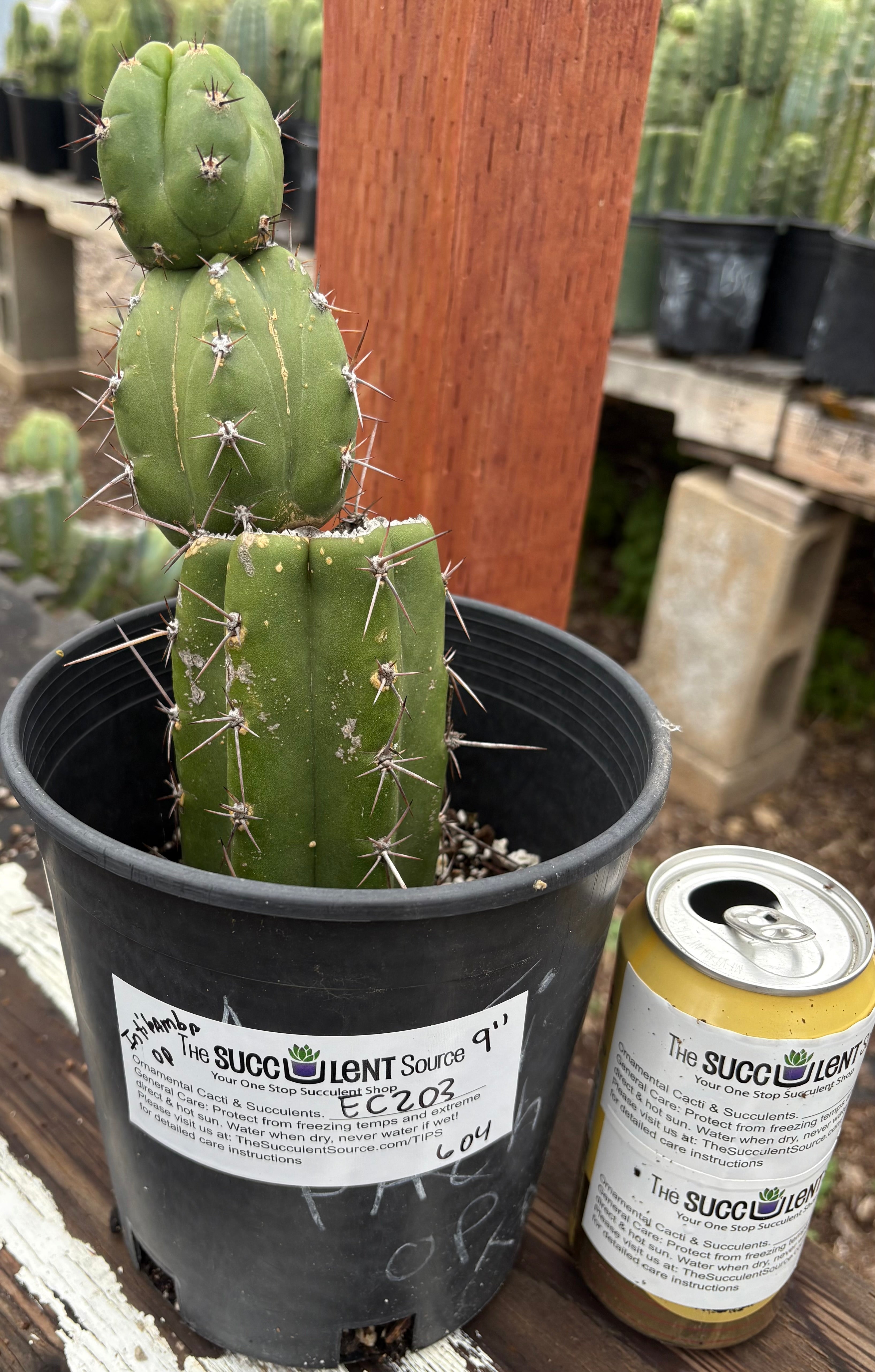 EC203 Trichocereus Pachanoi Intipamba OP Cactus - 9 Inch San Pedro Cactus from Chavin Herbalists | Perfect for Home Decor, Spiritual Ceremonies & Cactus Gardens