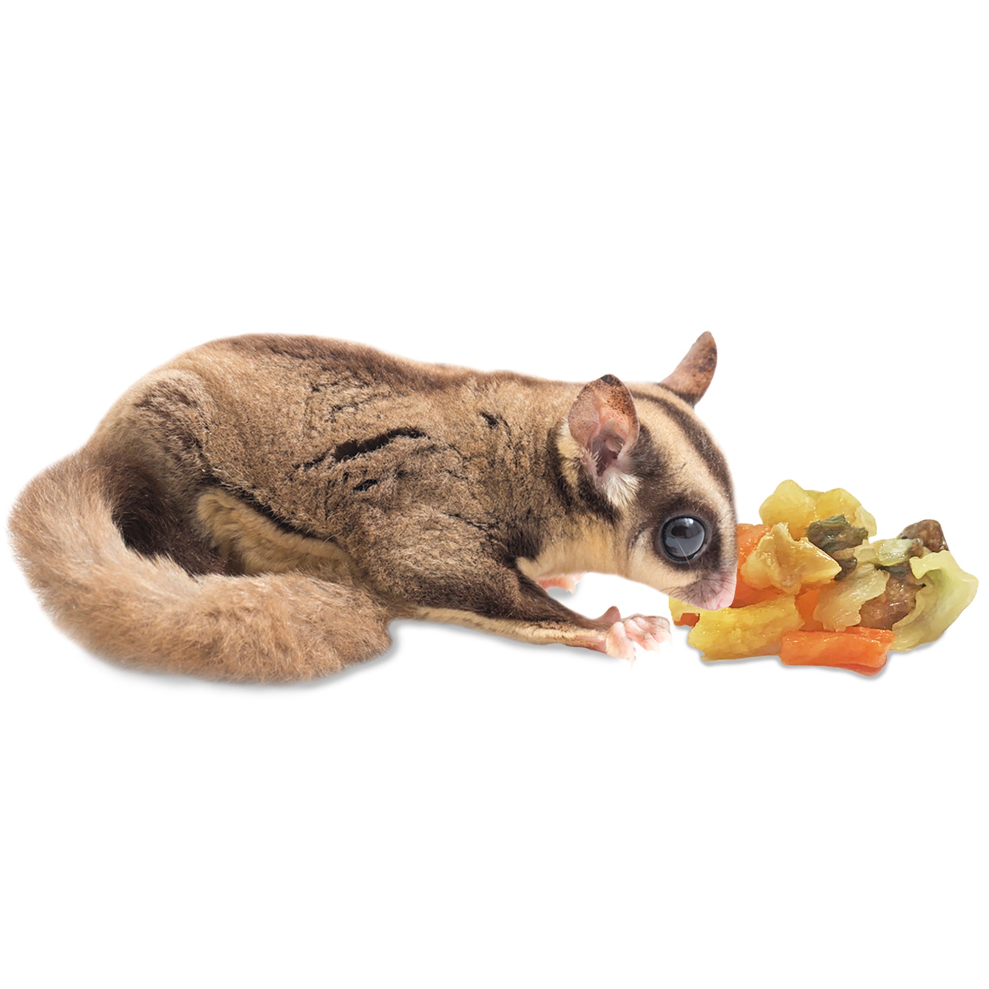 Best Sugar Glider Treat Variety Pack - Healthy Snacks for Sugar Gliders - Perfect for Training, Bonding & Rewarding Your Pet
