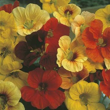 Nasturtium 'Tip Top Mixed' Seeds - Colorful Edible Flowers for Salads, Garnishes & Garden Decor | Easy to Grow, Attracts Pollinators