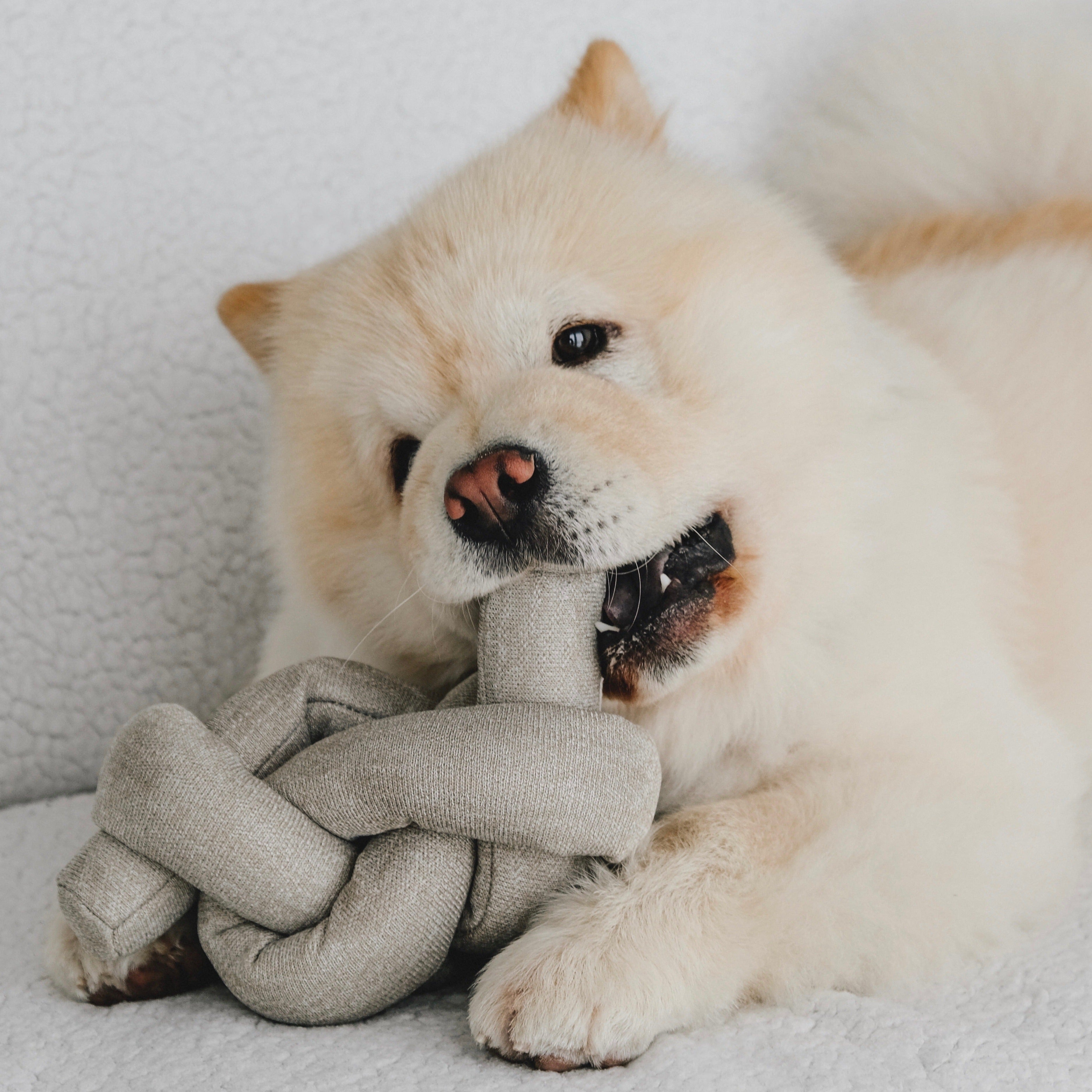 Interactive Crinkle Pet Toy for Dogs & Cats - Sensory Enrichment Play Object for Puppy & Kitten Training, Indoor Playtime & Anxiety Relief