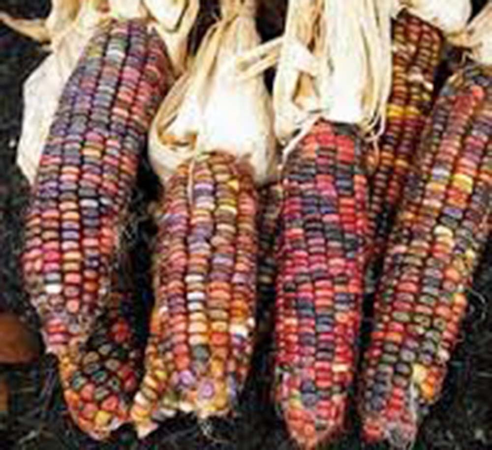 Non-GMO Heirloom Corn Seed Garden Collection - 6 Top Varieties by Country Creek Acres for Home Gardening & Sustainable Farming