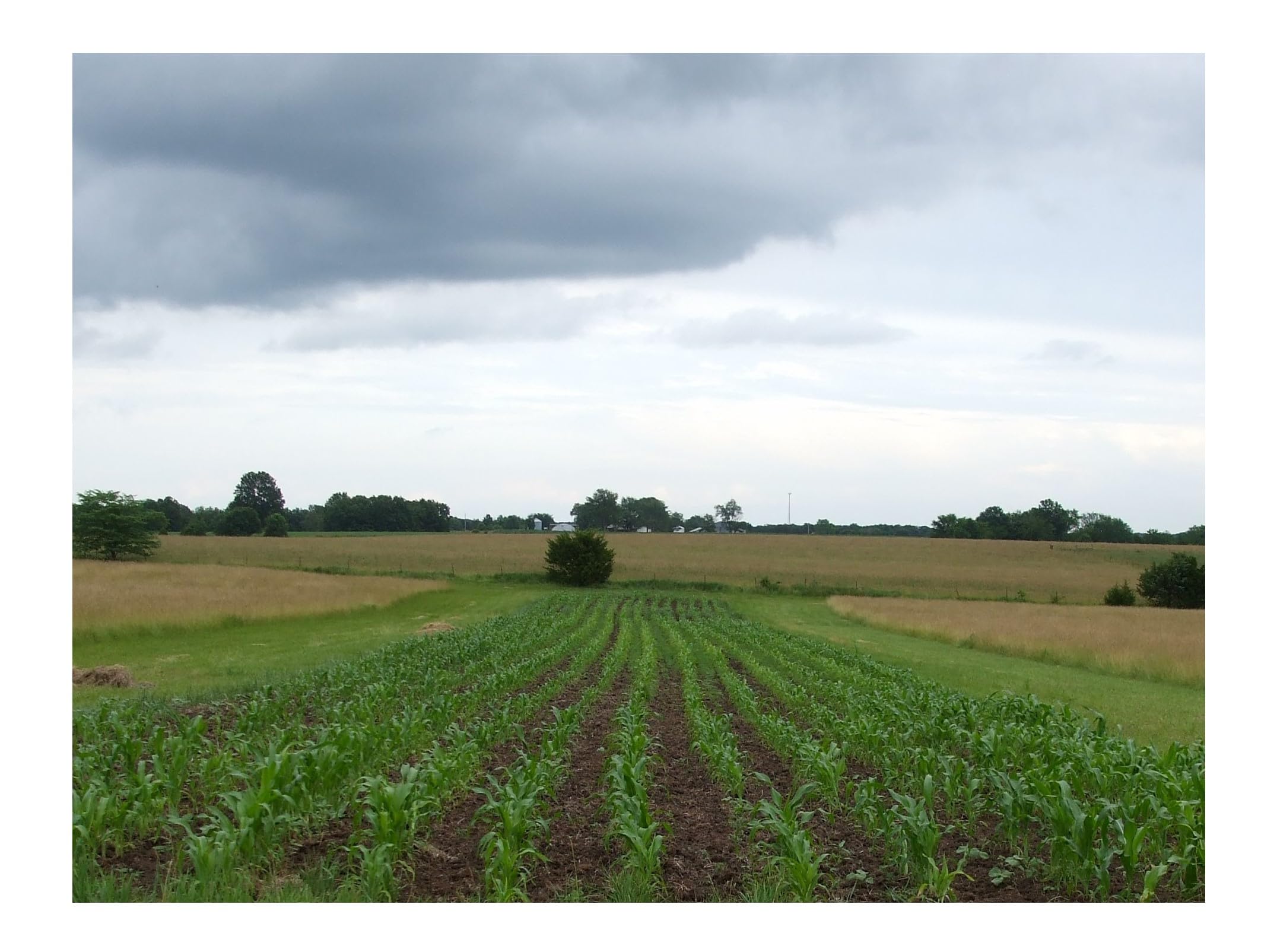 Reid's Yellow Dent Field Corn Seeds - Non-GMO, Open Pollinated, 100 Seeds for Planting - USA Grown - Perfect for Home Gardens, Farming & Sustainable Agriculture