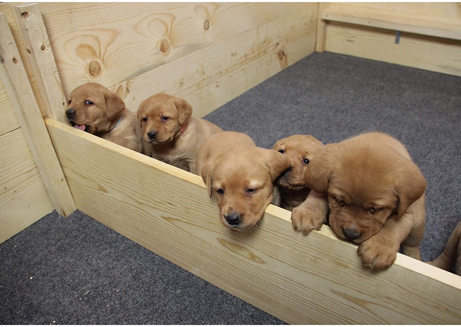Premium Whelping Box Liner for Dogs - 48