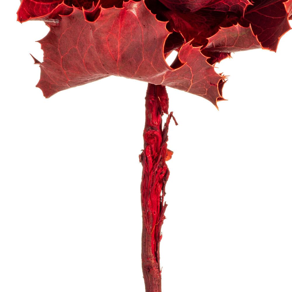 Vickerman 8 Inch Artificial Dried Red Queen Protea Flower - Perfect for Home Decor, Wedding Centerpieces, and DIY Floral Arrangements
