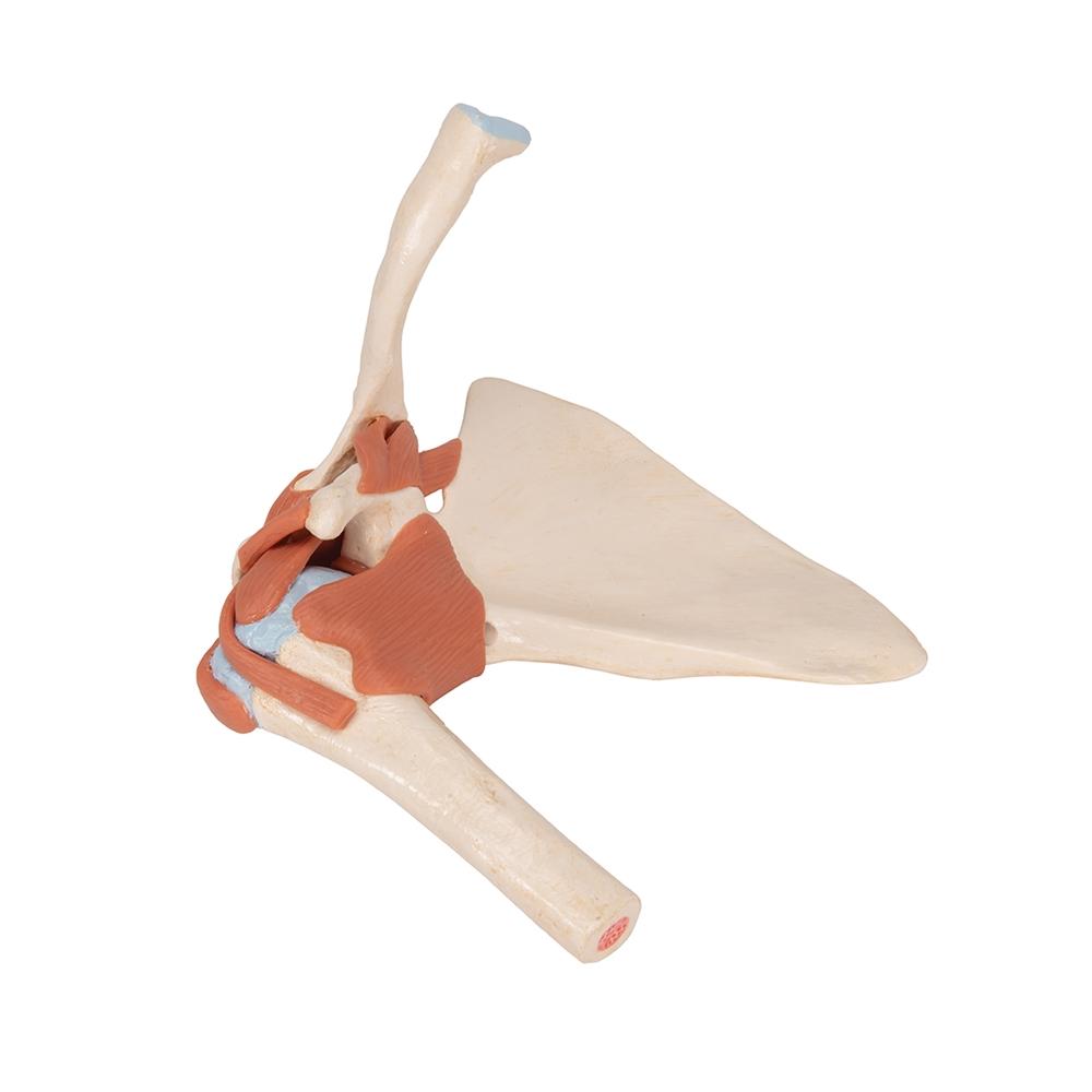 Premium Shoulder Joint Model - Anatomically Accurate Medical & Educational Tool for Students, Doctors & Physical Therapists - Perfect for Classroom, Clinic & Home Study