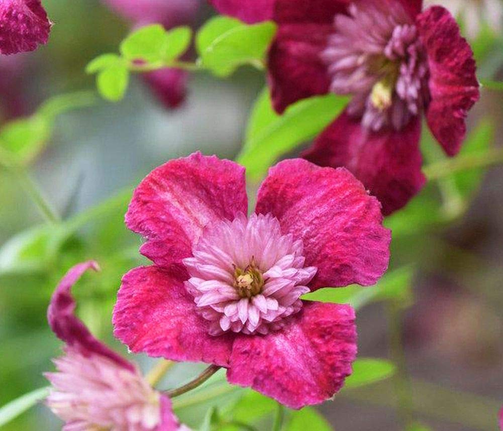 Clematis Mix Flower Seeds (20+ Pack) - Easy to Grow Indoor & Outdoor Plants for Home Garden, Bonsai, and Landscaping | Perfect for Balconies, Patios, and Backyard Decor
