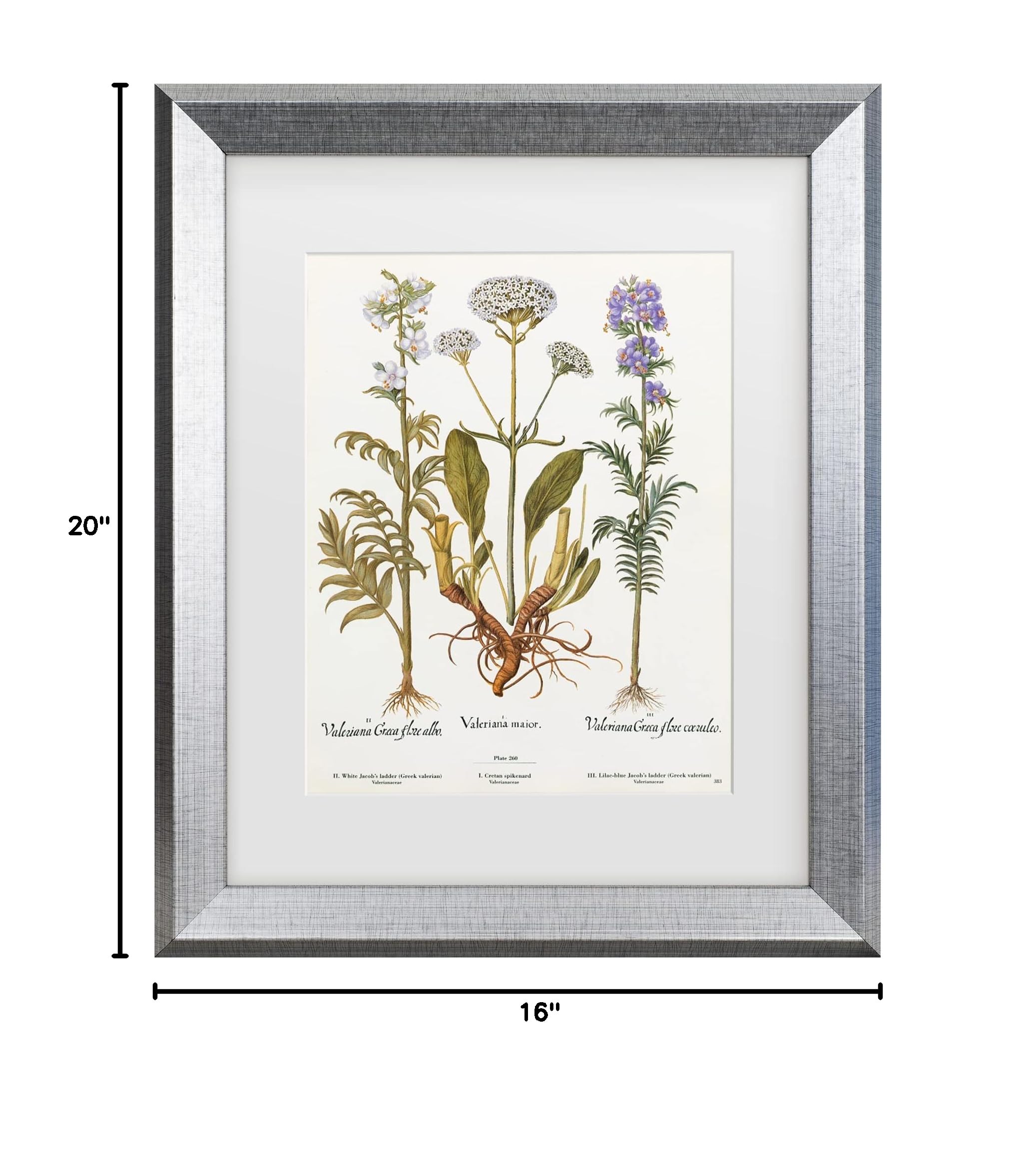 Trademark Fine Art 'Valeriana' Canvas Wall Art Print - Elegant Floral Home Decor for Living Room, Bedroom & Office | Premium Licensed Artwork by Art Licensing Studio