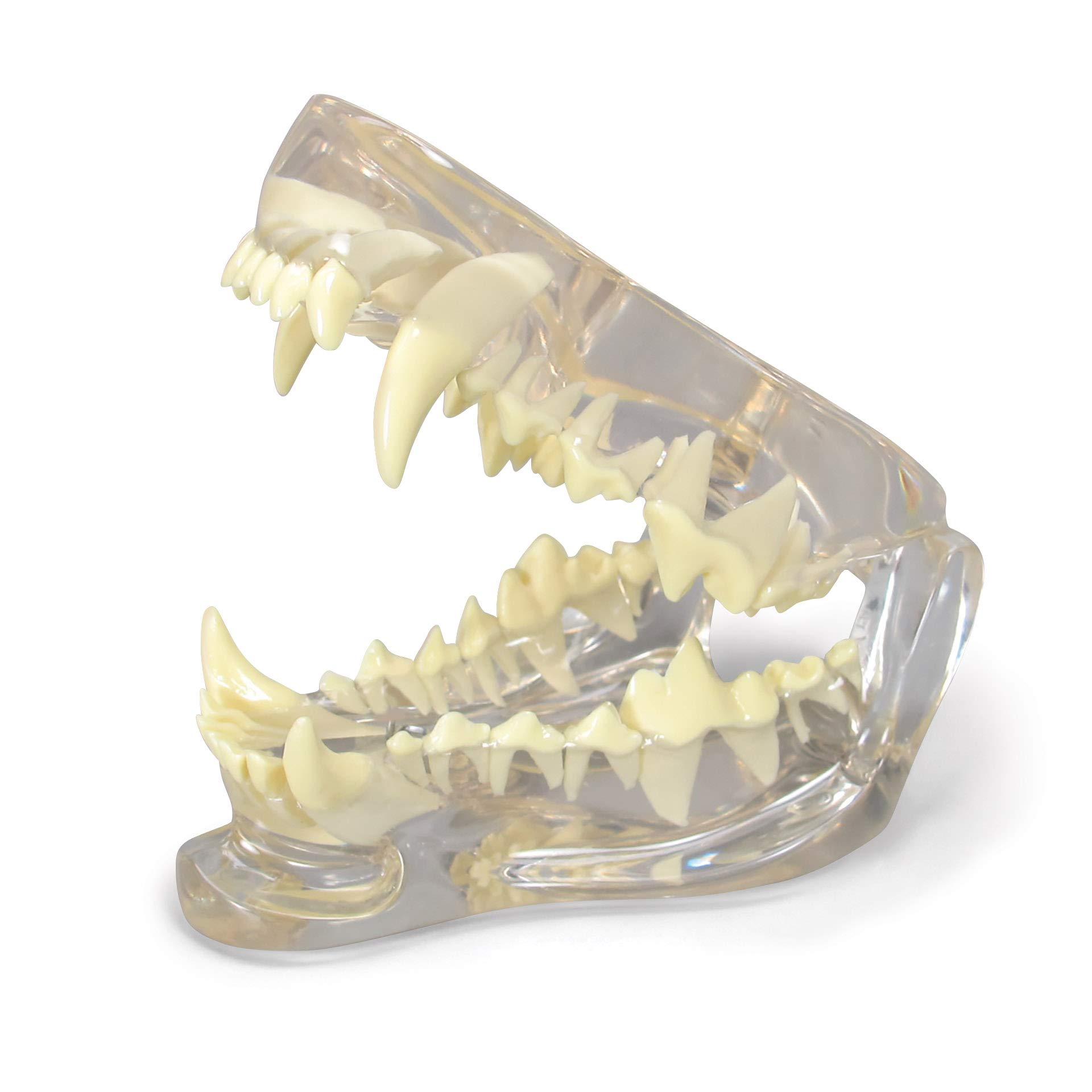 Canine Jaw Model with Teeth - Realistic Dog Anatomy Replica for Veterinary Education, Veterinarian Offices & Classrooms - Perfect for Veterinary Students, Animal Anatomy Study & Medical Training