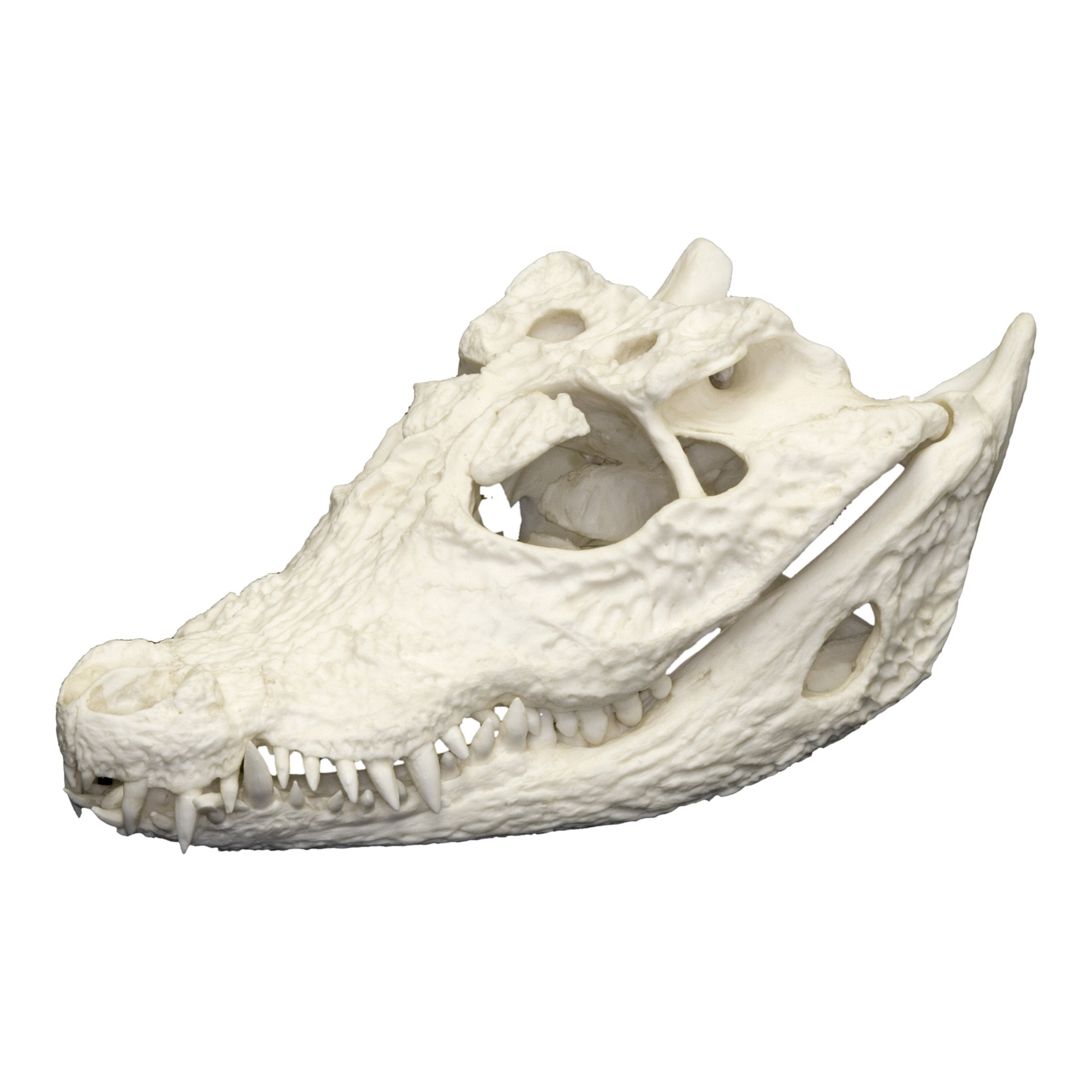Authentic Replica African Dwarf Crocodile Skull - Realistic Animal Skull Model for Home Decor, Educational Display, Halloween Props & Taxidermy Collection