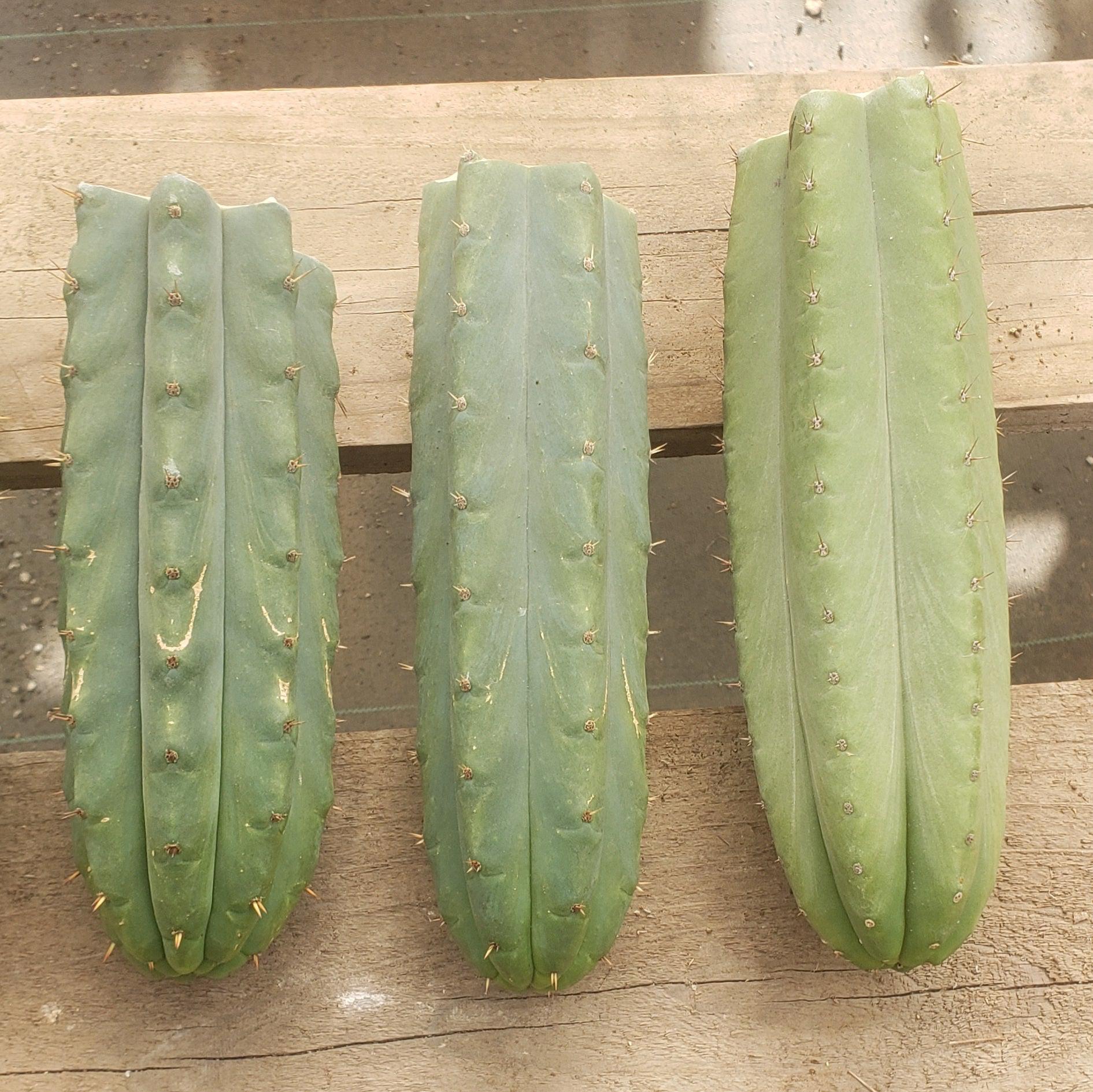 EC55 EXACT Trichocereus Lost Label Cactus Cuttings - 3 Pack (10-14 inches) | Rare Succulent Plants for Home Garden & Desert Landscaping
