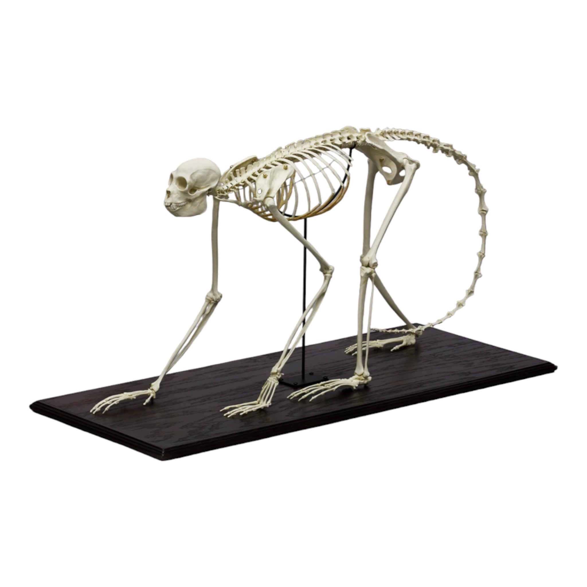 Realistic Black Spider Monkey Skeleton Model - Halloween Decoration, Science Classroom Display & Gothic Home Decor