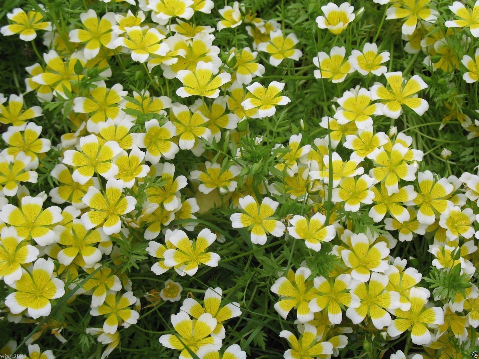 100 Poached Egg Plant Seeds - Limnanthes Douglasii (Douglas' Meadowfoam) | Yellow & White Flower Seeds for Garden, Borders & Pollinator-Friendly Landscaping