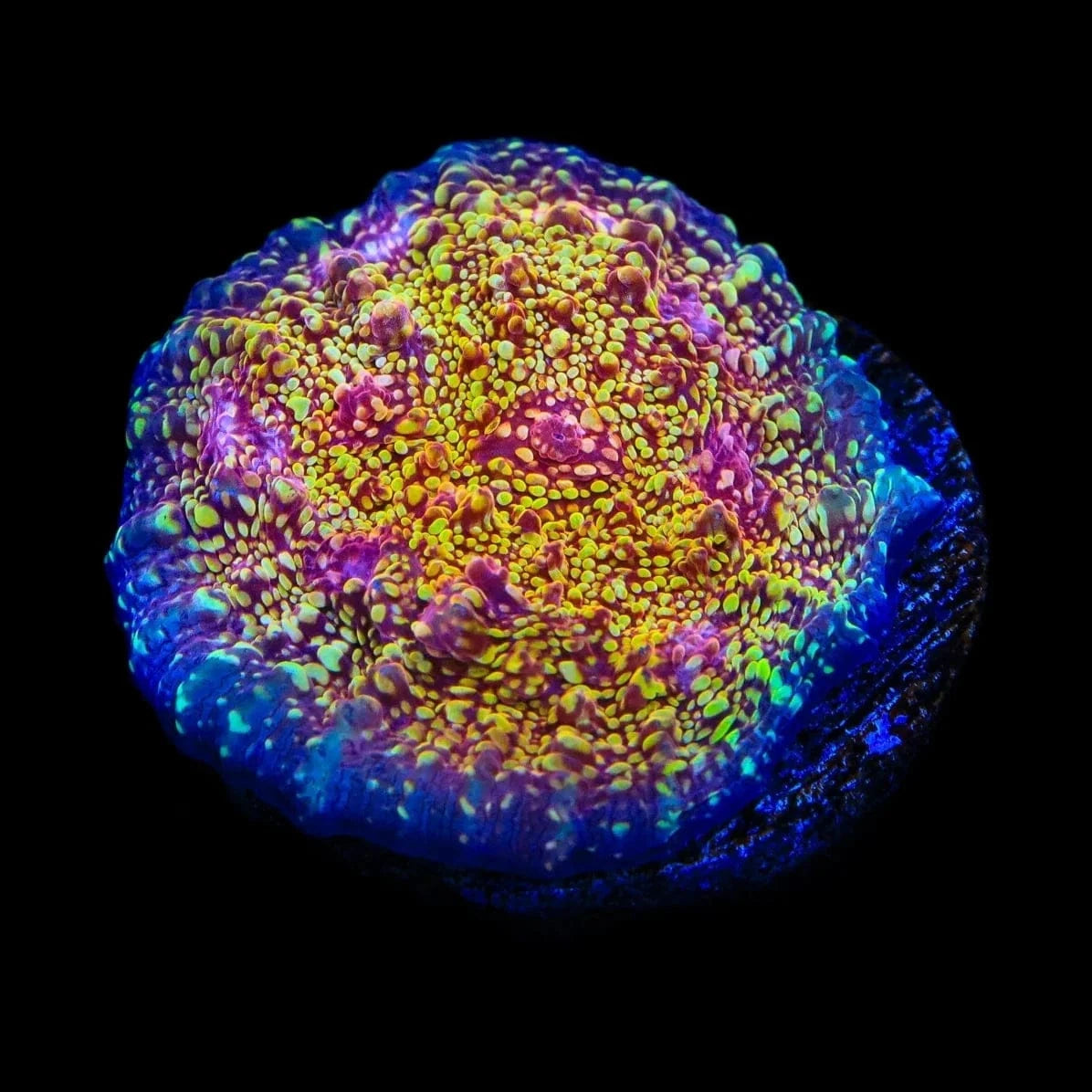 CB El Diablo Chalice Coral - Vibrant Aquarium Coral for Saltwater Reef Tanks | Perfect for Coral Propagation and Reef Aquascaping