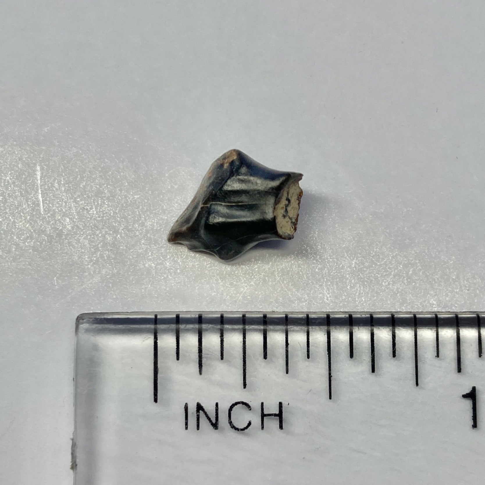 Authentic Euoplocephalus Ankylosaur Dinosaur Tooth Fossil - Rare Collectible Specimen for Paleontology Enthusiasts & Home Decor Display