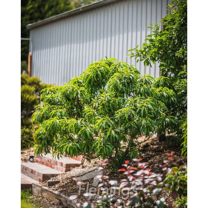 Dwarf Nectarine Tree 'Nectazee' - Miniature Fruit Tree for Small Gardens & Patios | Perfect for Container Gardening & Urban Farming