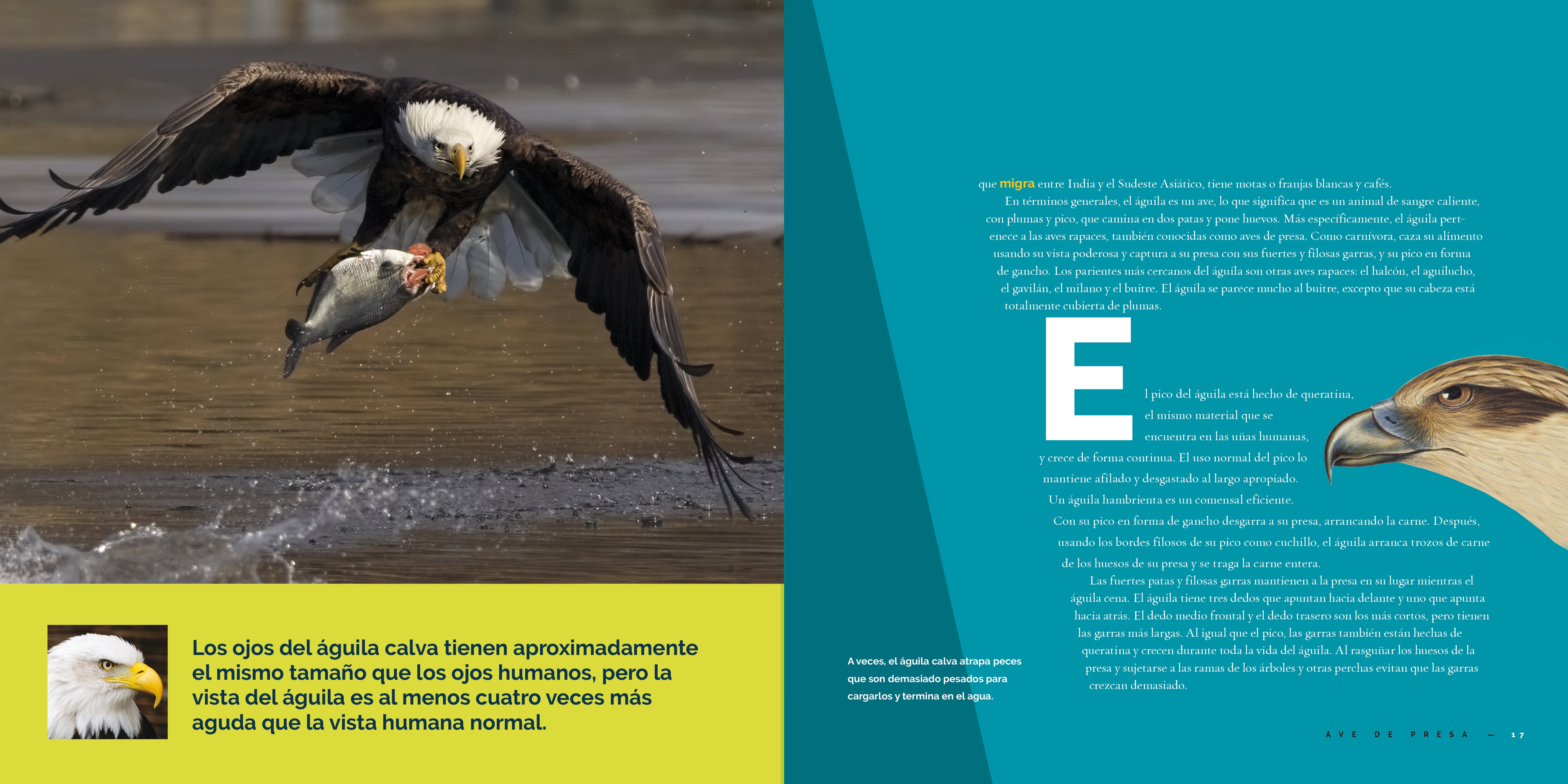 El Guila 9781640267398 - Wildlife & Nature Book for Bird Lovers - Perfect for Birdwatching & Nature Enthusiasts