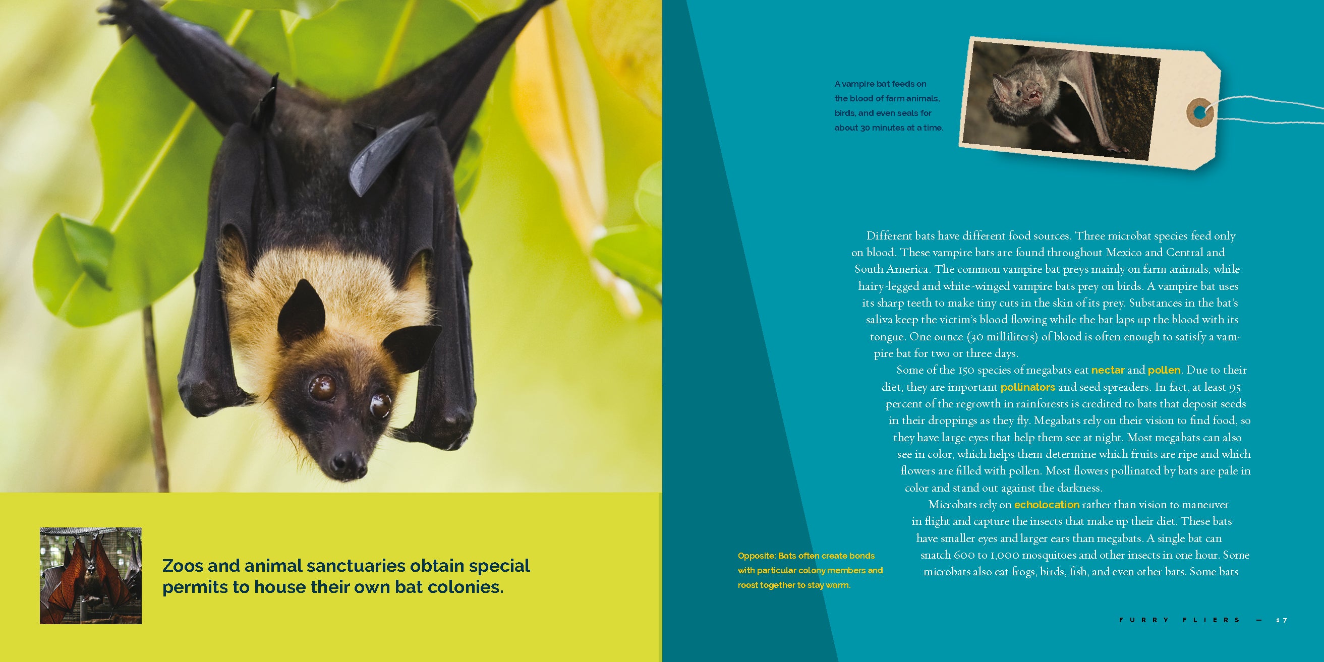 Bats: Fascinating Facts and Photos - 9781640265950 | Wildlife Book for Nature Lovers & Kids | Perfect for Homeschooling & Animal Research Projects