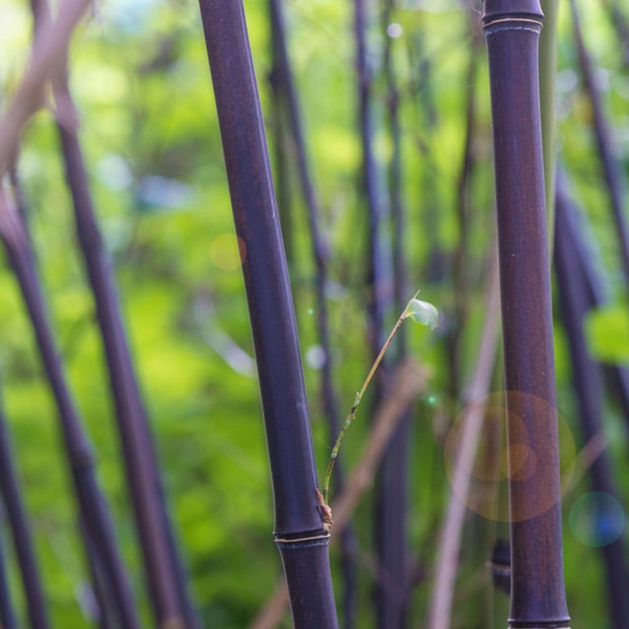 Premium Black Bamboo Poles - Natural, Durable & Eco-Friendly for Garden Stakes, Trellises & DIY Crafts | Perfect for Landscaping, Home Decor & Outdoor Projects