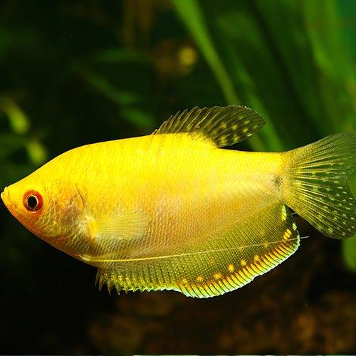 Premium Gold Gourami Fish (Trichopodus Trichopterus) - Live Aquarium Fish for Tropical Tanks, Community Aquariums & Home Fish Tanks