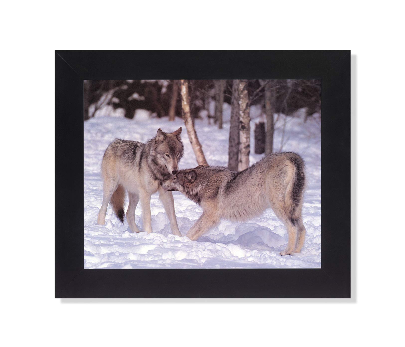 Wolf Two Grey Wolves Hug Close Up in Snow - Framed Wall Art Print for Home & Office Decor - Perfect for Living Room, Bedroom, or Cabin