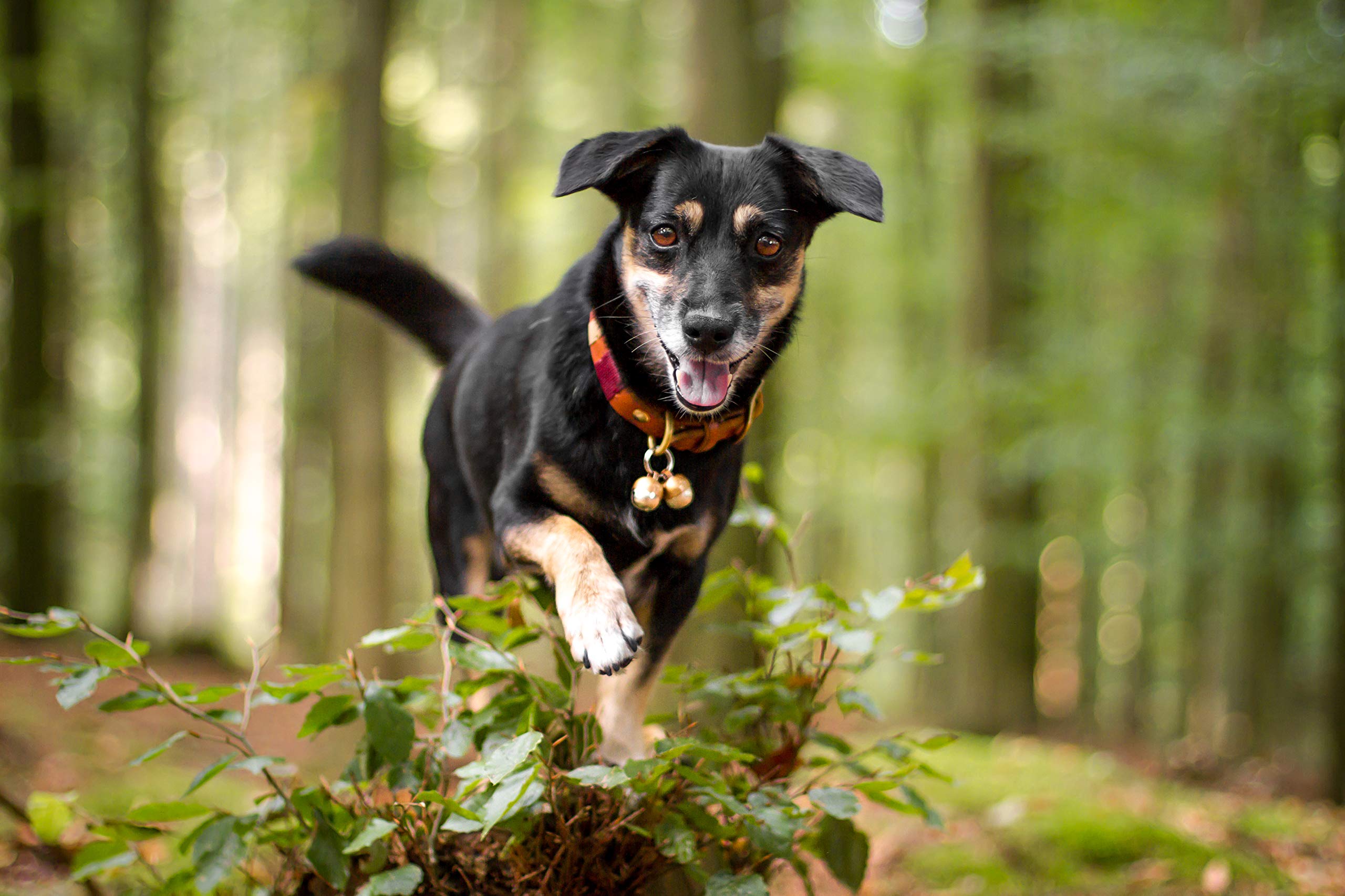 Extra Loud Pet Bells for Cats & Dogs - Save Birds & Wildlife - Handmade Copper - for Outdoor Adventures