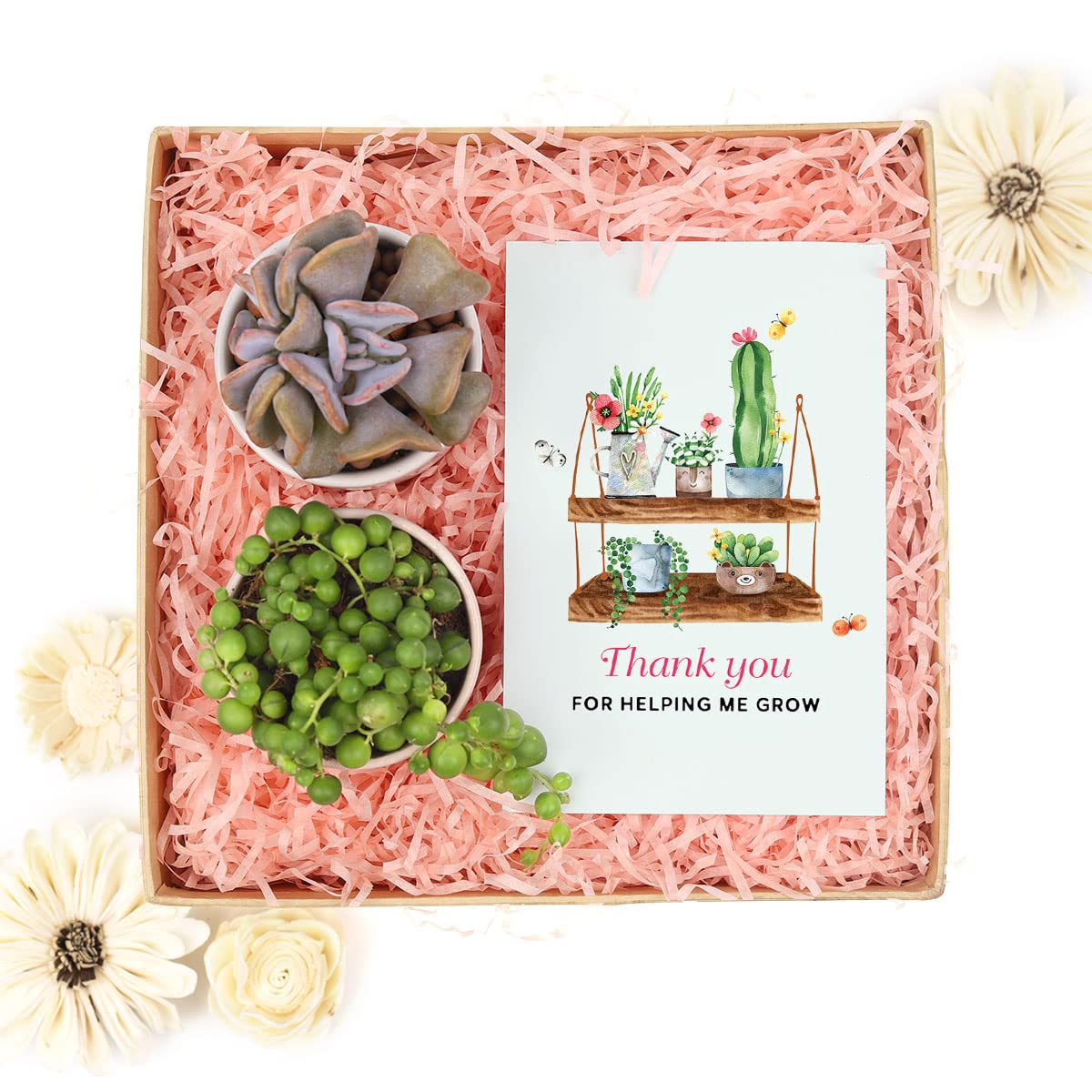 DH7 Enterprise Gift Box with 2 Succulents & Mother's Day Card - Perfect Plant Gift for Mom, Birthday, Anniversary & Home Decor
