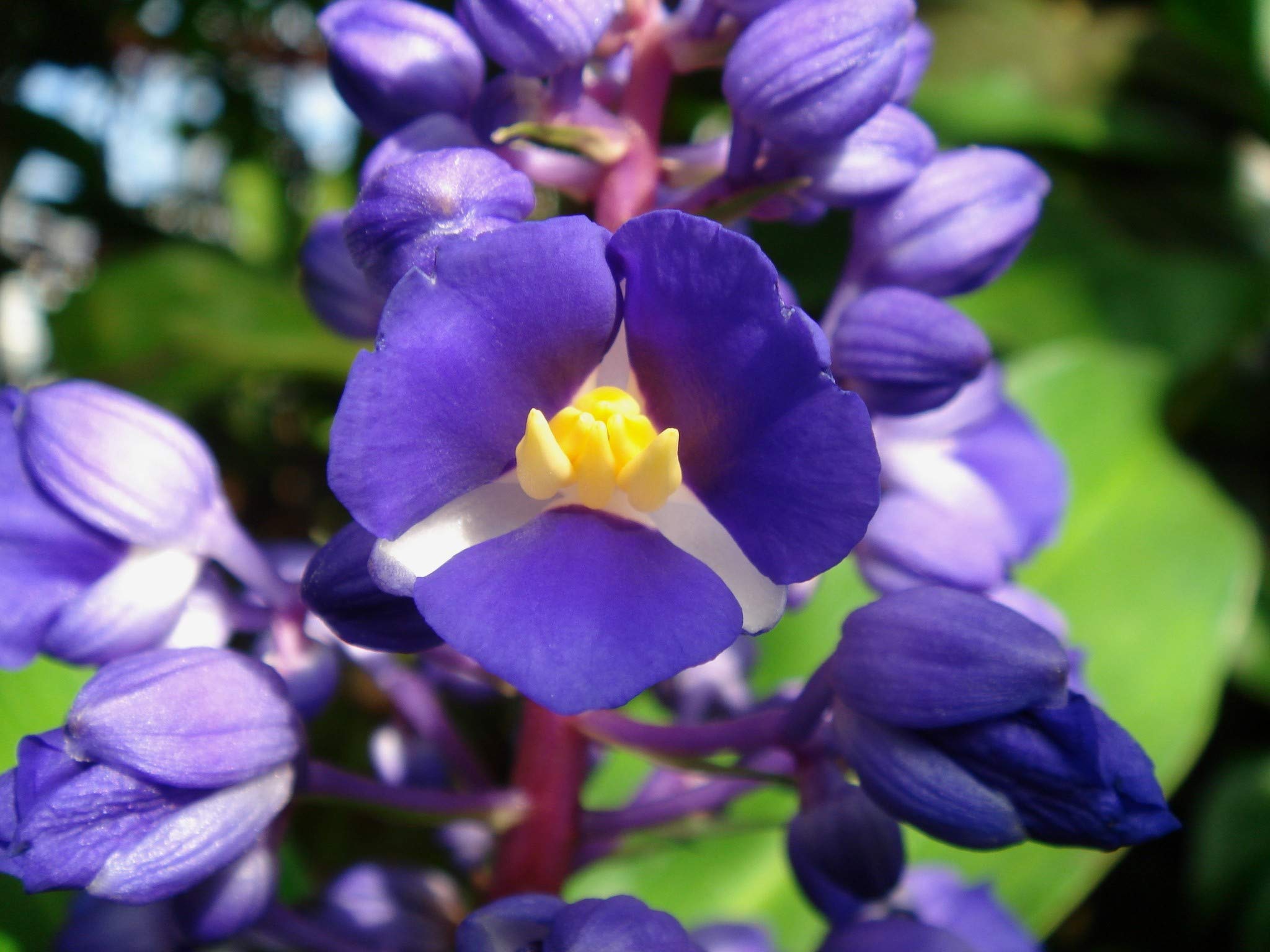 Blue Hawaiian Ginger Plant Root - Fresh & Grown in Hawaii - Tropical Garden & Landscaping Plant - Perfect for Home Decor, Wedding Bouquets & Hawaiian Themed Parties