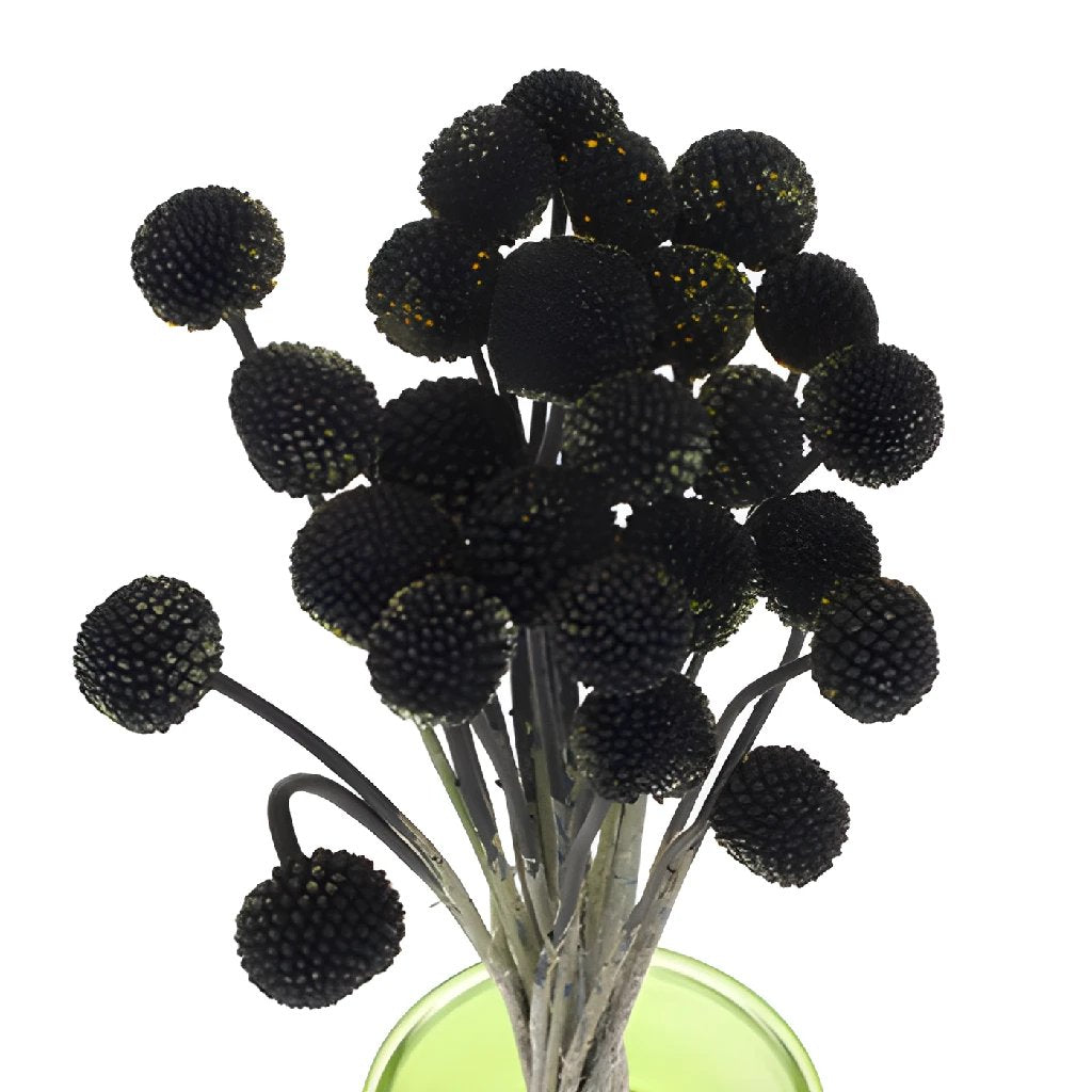 Black Craspedia Billy Balls - Dried Flower Bouquet for Home Decor, Wedding Centerpieces & DIY Crafts | Perfect for Rustic, Boho & Farmhouse Style Arrangements