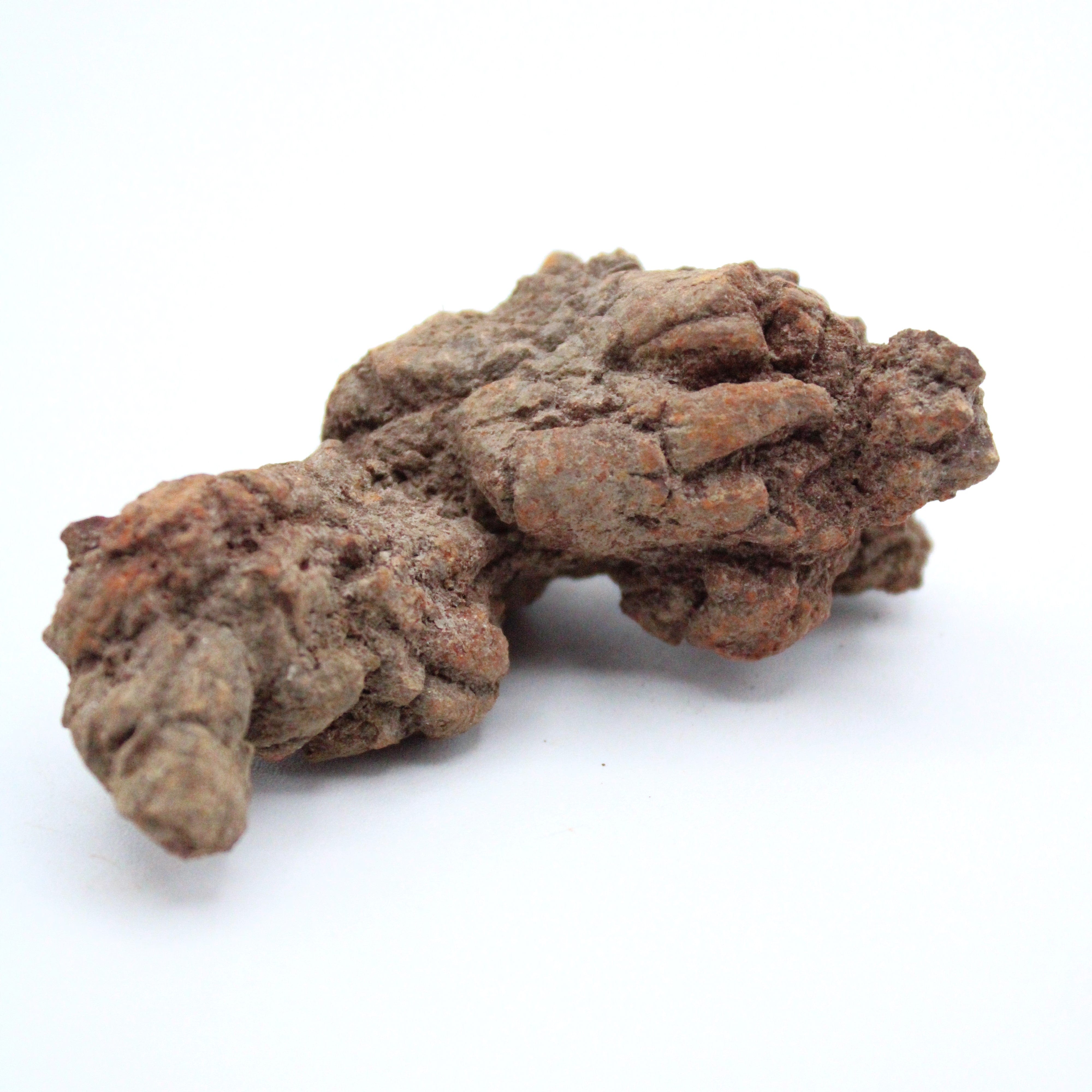 Authentic Coprolite Fossil Specimen - Prehistoric Dinosaur Dung Fossil for Collectors, Education & Home Decor | Perfect for Science Enthusiasts & Unique Gift Ideas