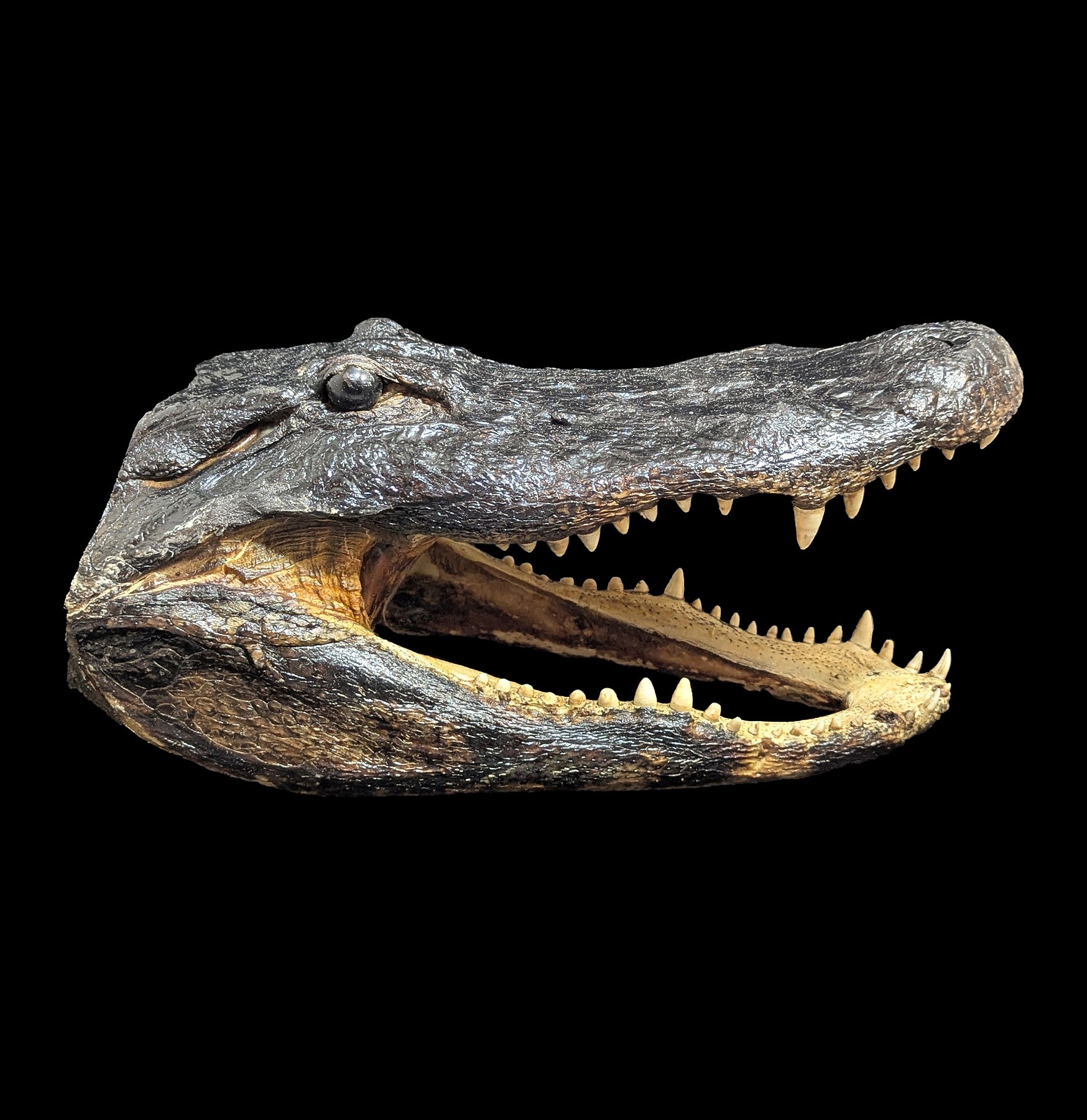 Realistic Taxidermy Alligator Head Specimen - Handcrafted Reptile Display for Home Decor, Hunting Lodge, or Educational Use - Perfect for Wildlife Enthusiasts and Collectors